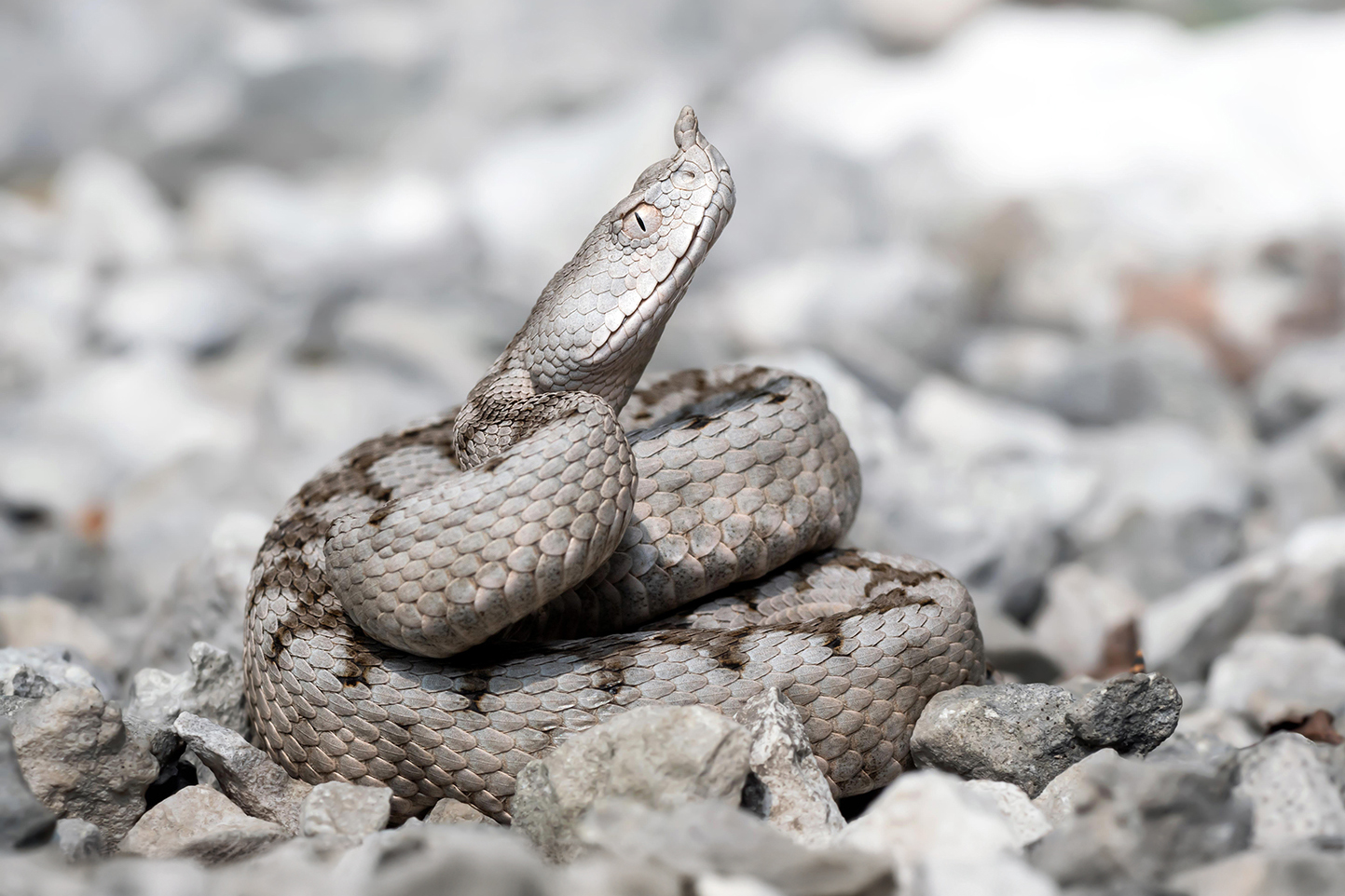 Vipera dal corno (Vipera ammodytes)