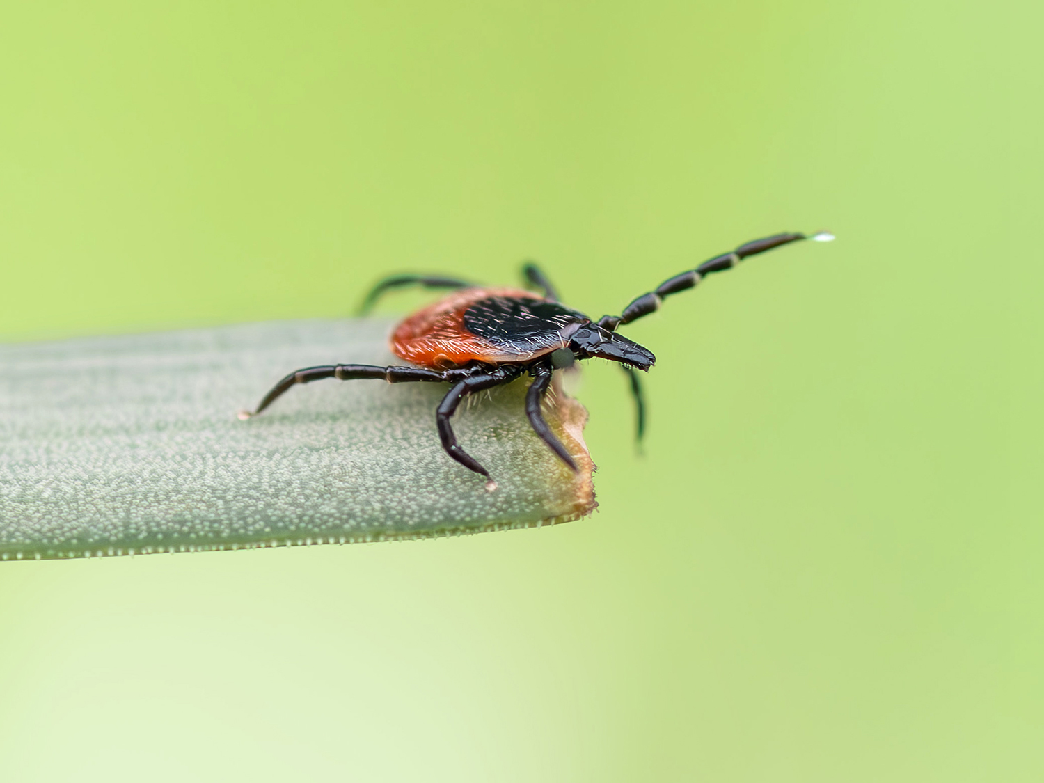 Zecca dei boschi (Ixodes ricinus)