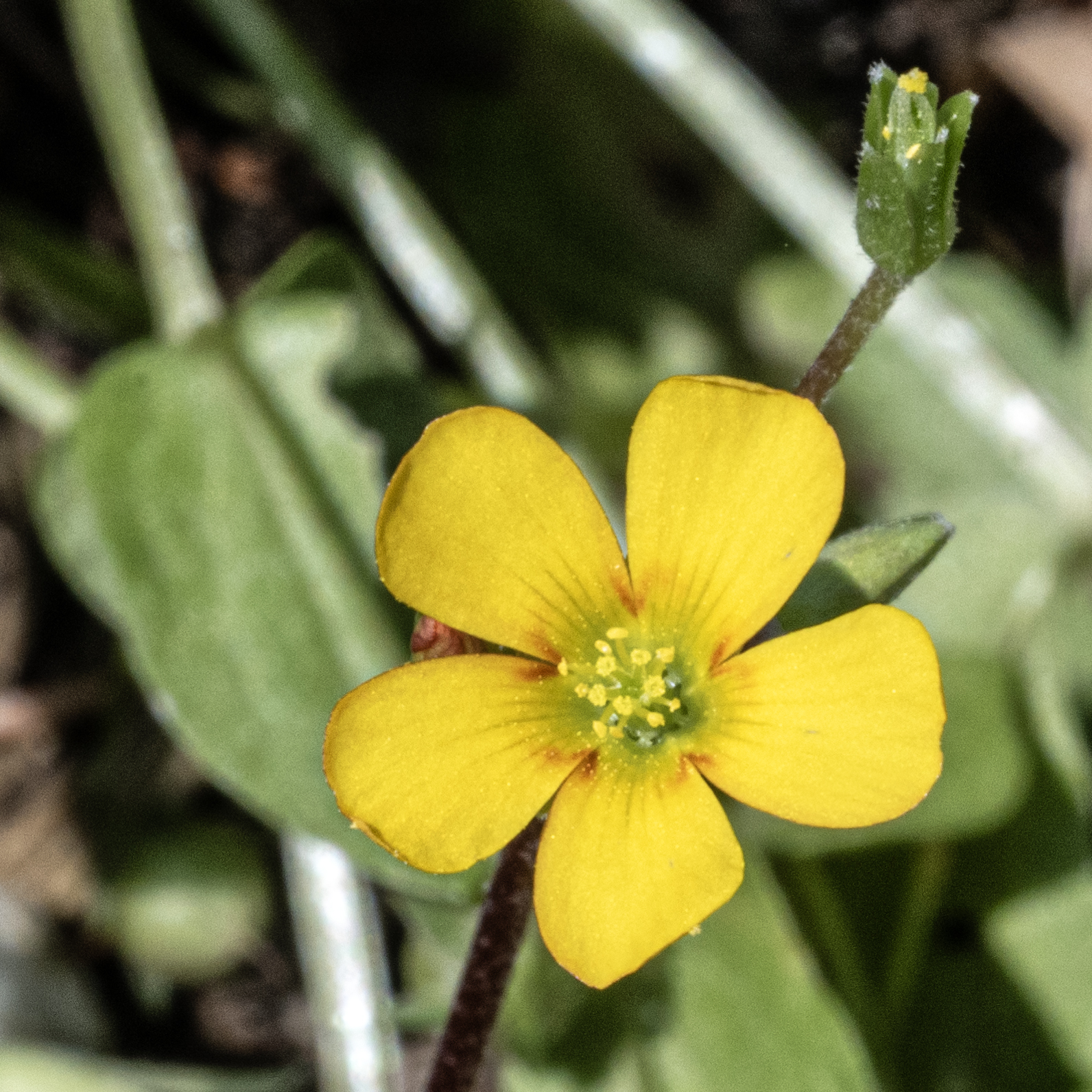 Acetosella dei campi (Oxalis corniculata)