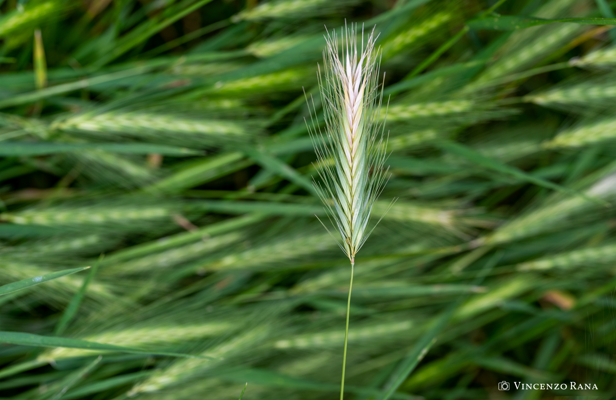 Untitled Photo
