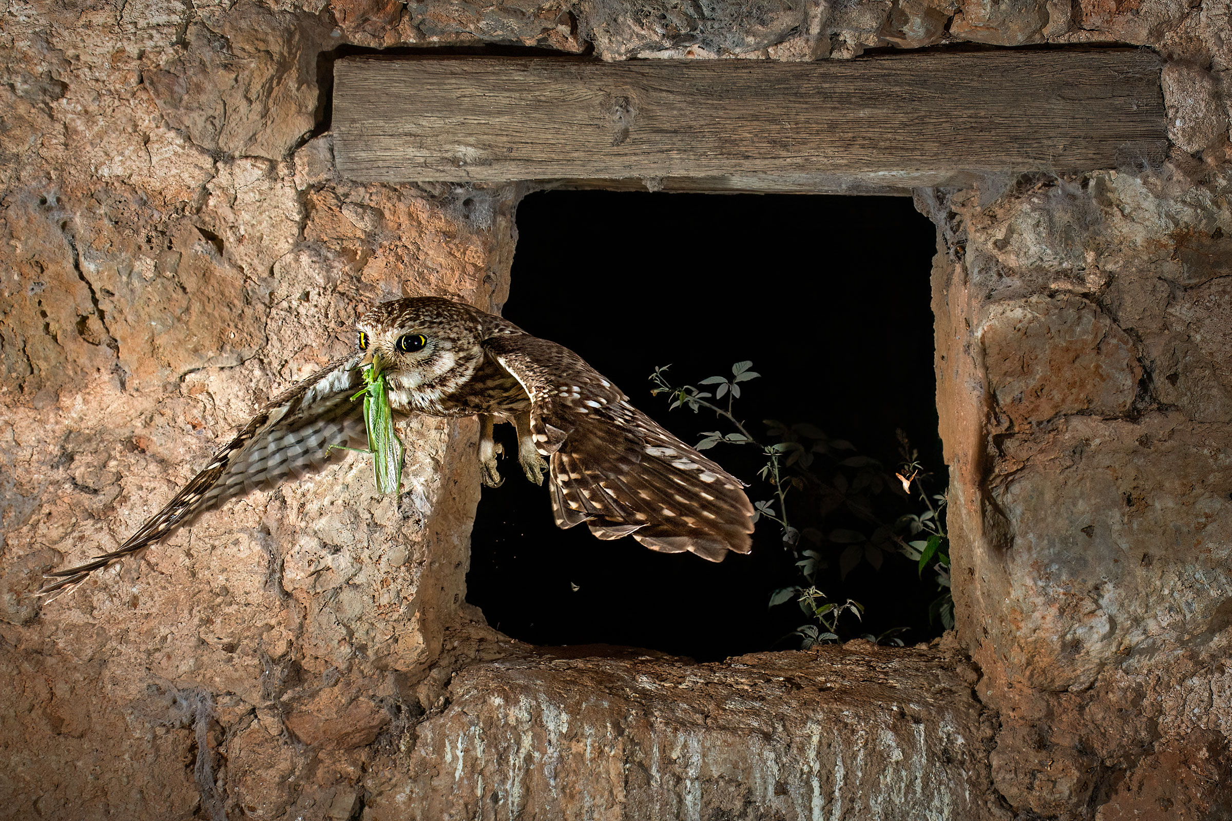 The Butterfly House Owl