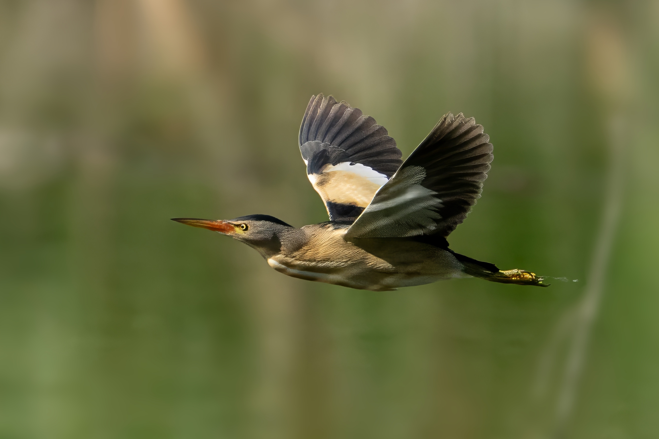 Tarabusino (Ixobrychus minutus)