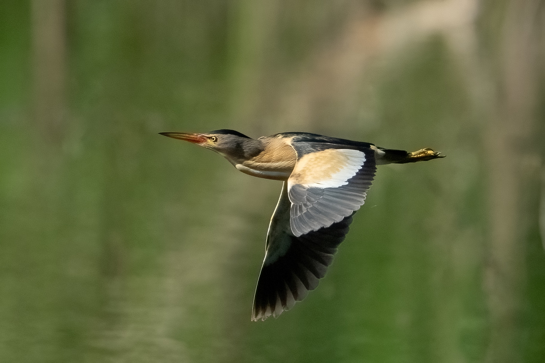 Tarabusino (Ixobrychus minutus)