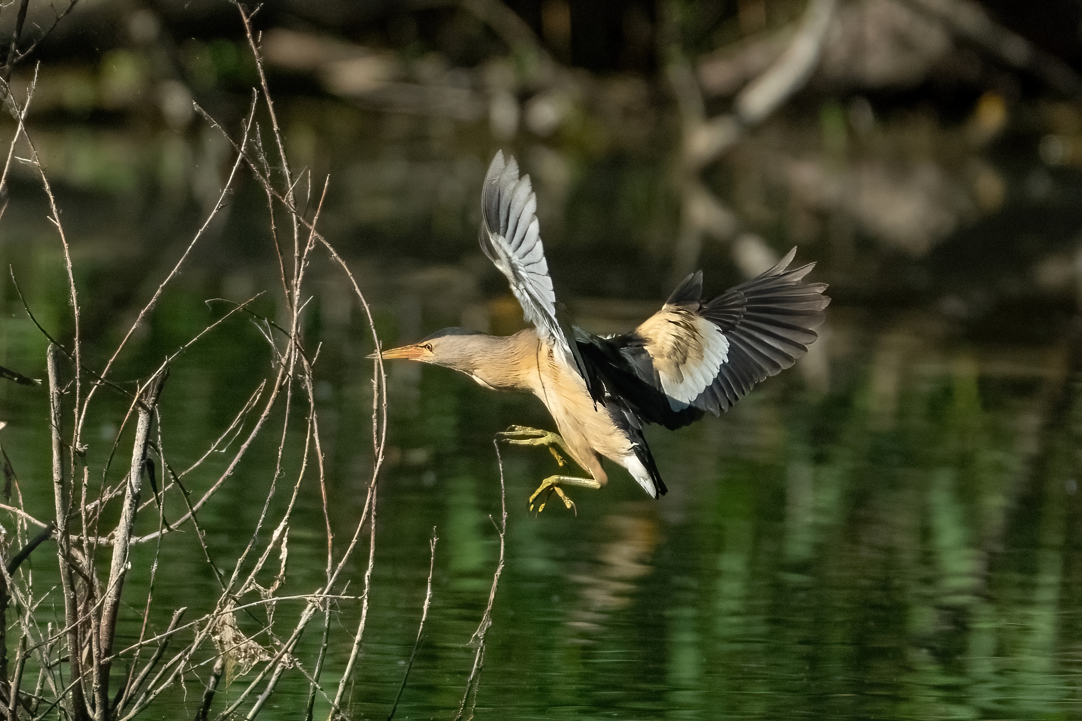 Tarabusino (Ixobrychus minutus)