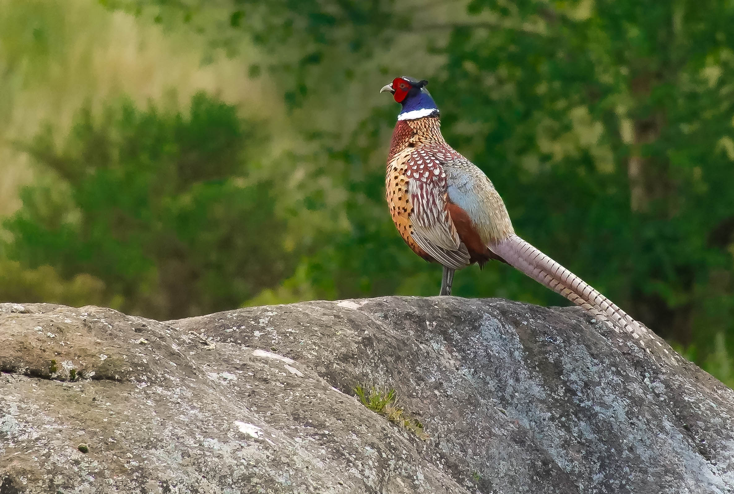 Pheasant in Peak District