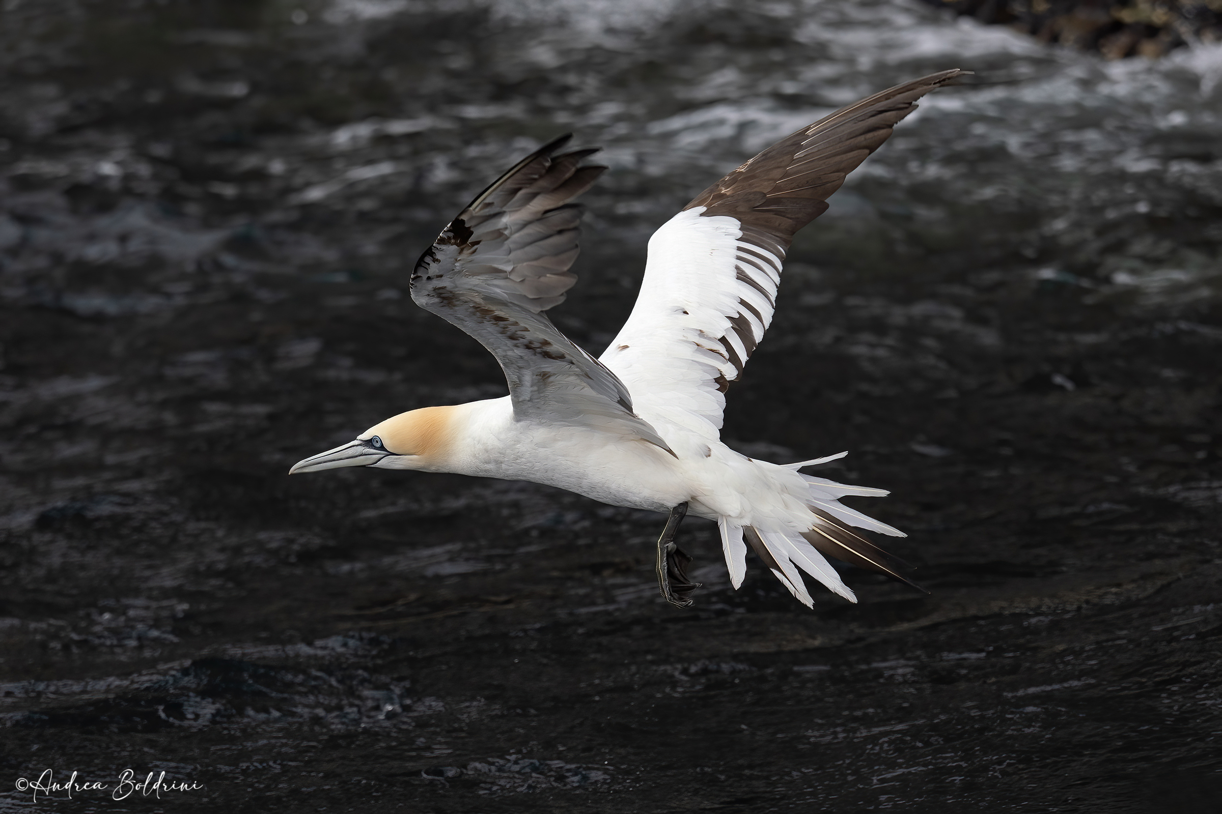 Gannet