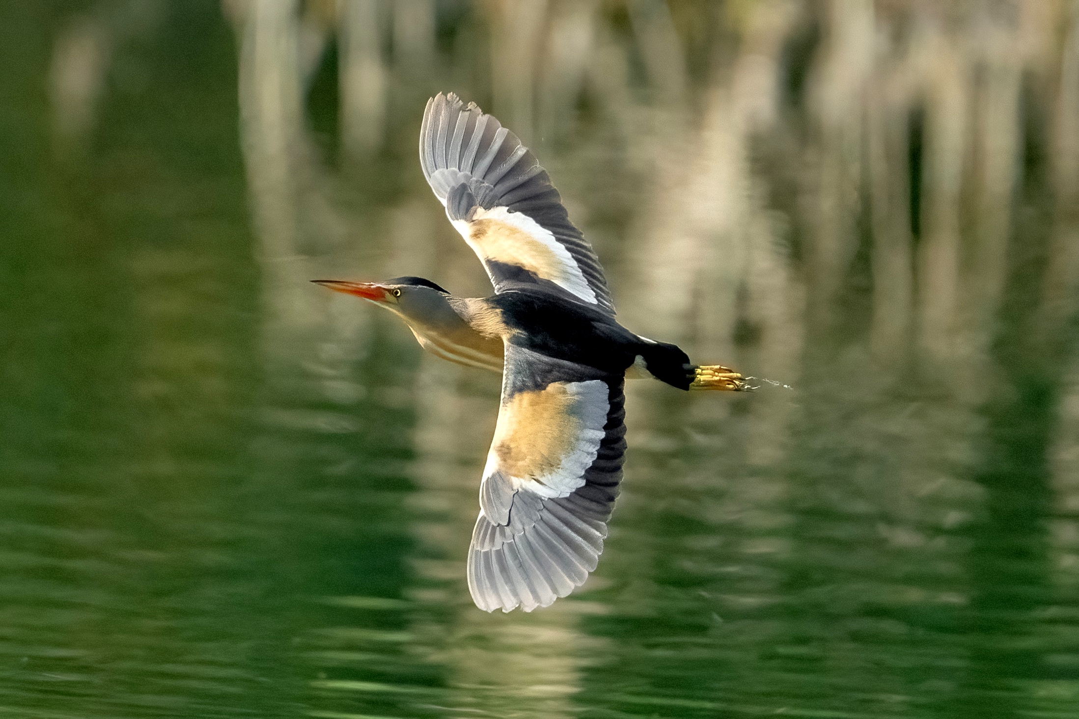 Tarabusino (Ixobrychus minutus)