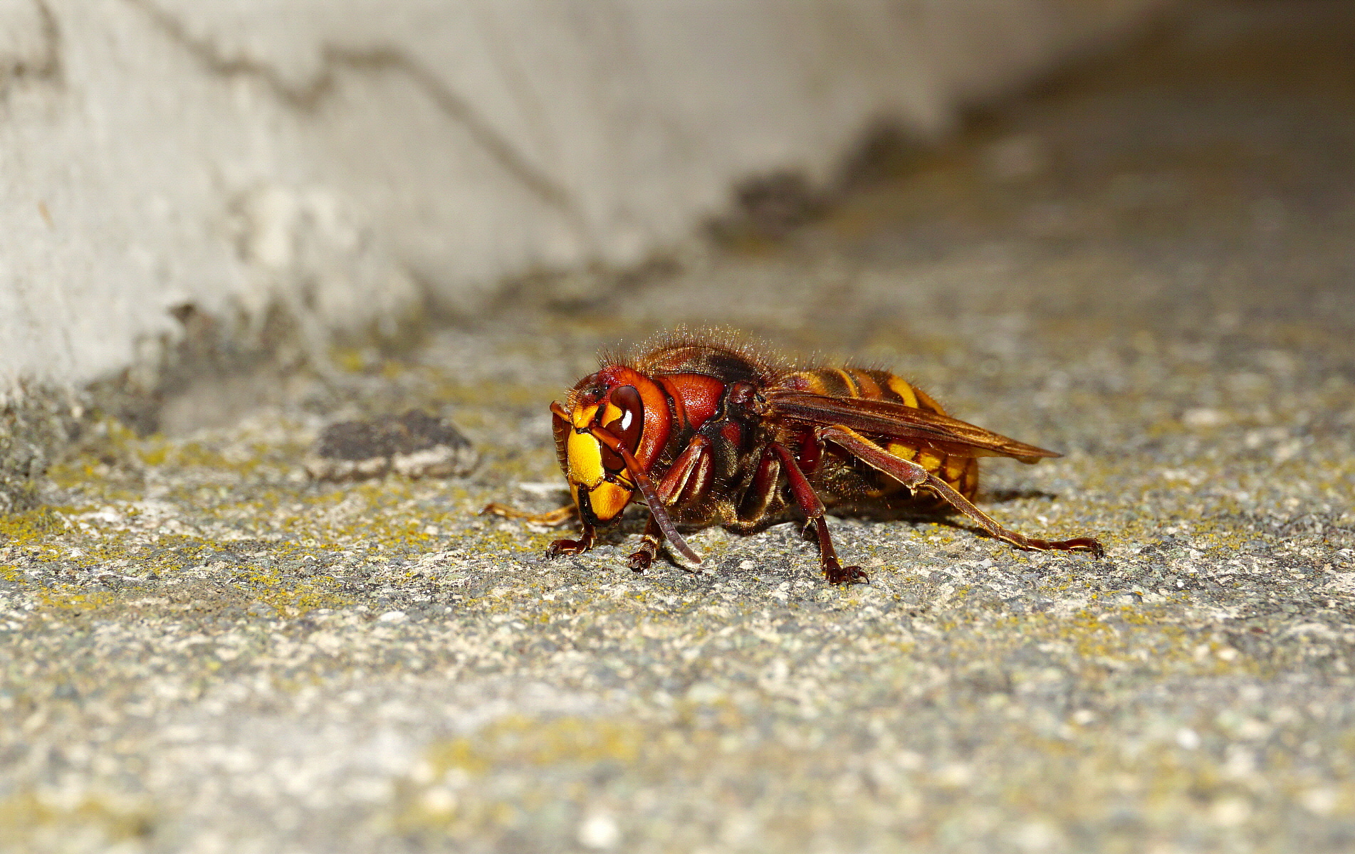 Il calabrone della notte!!!