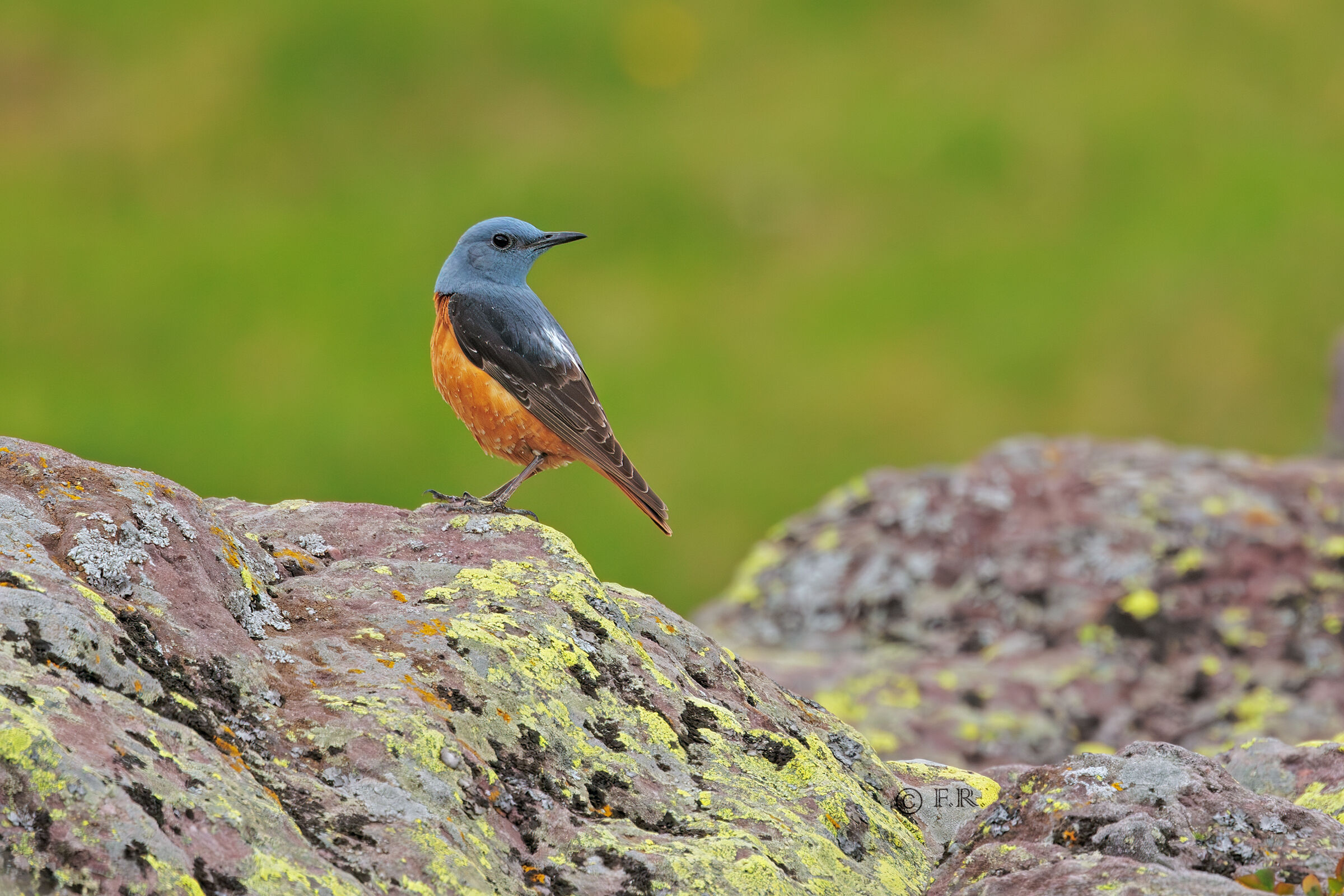 rock thrush