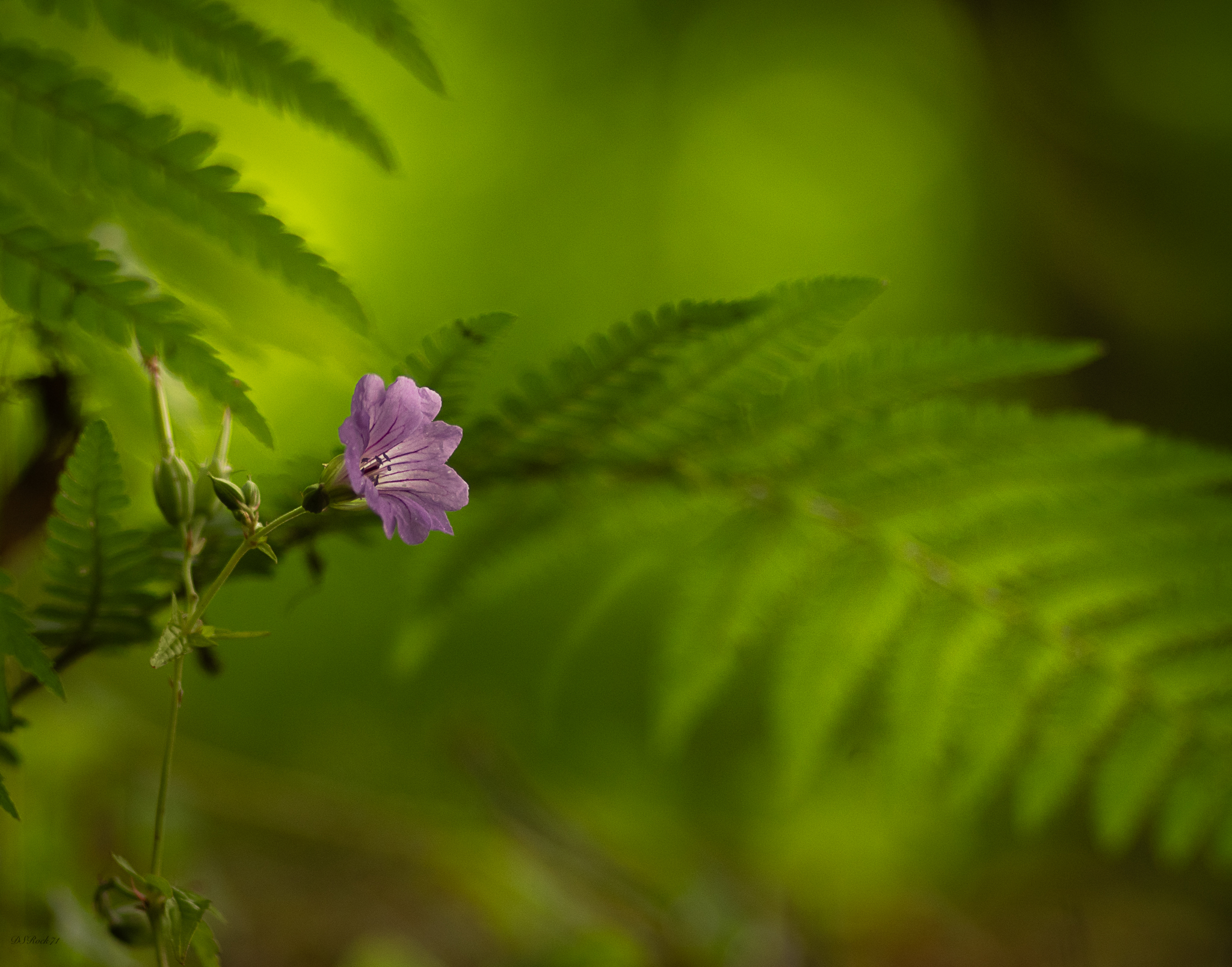 Little flower in the undergrowth