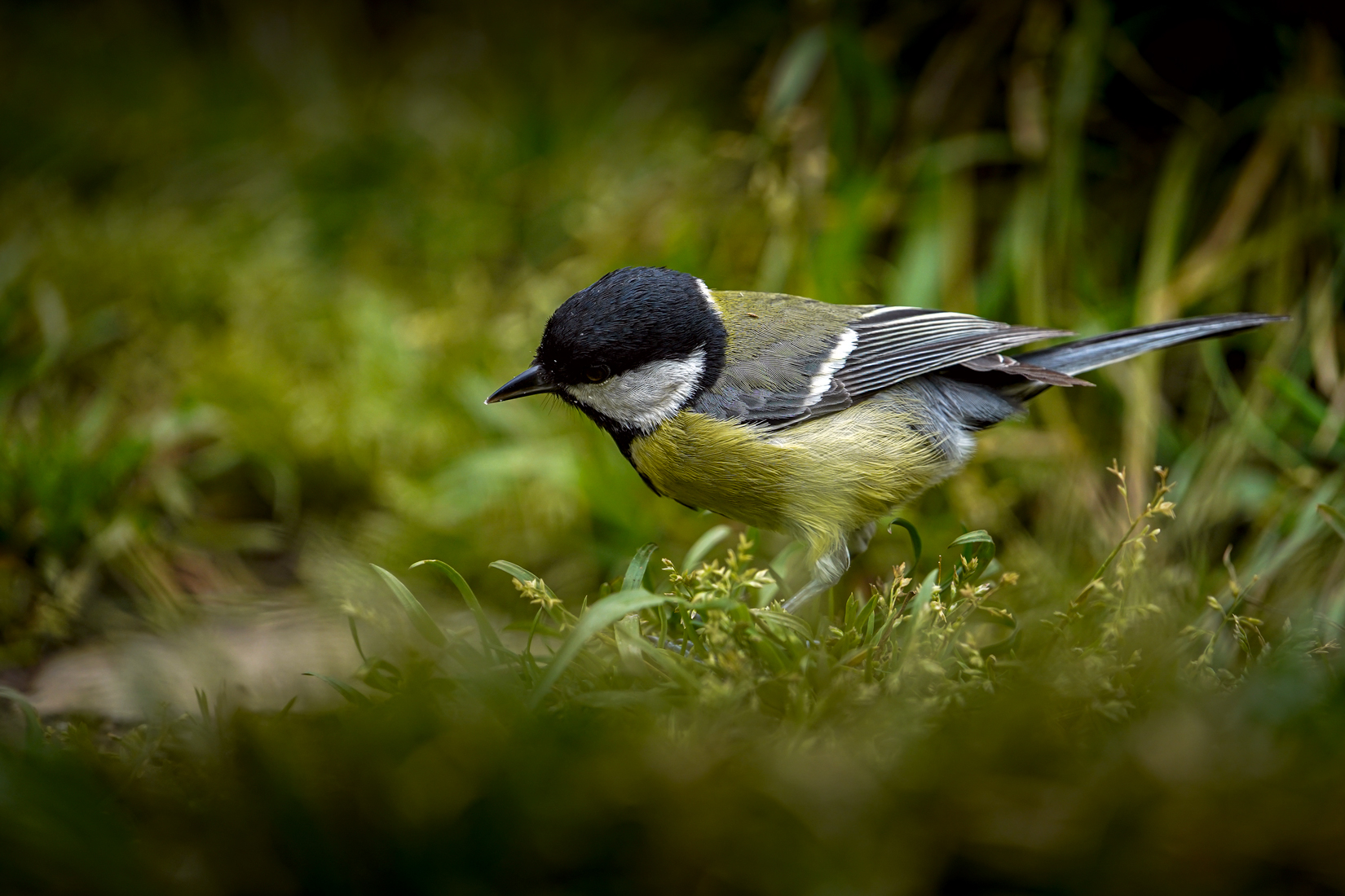 Titmouse