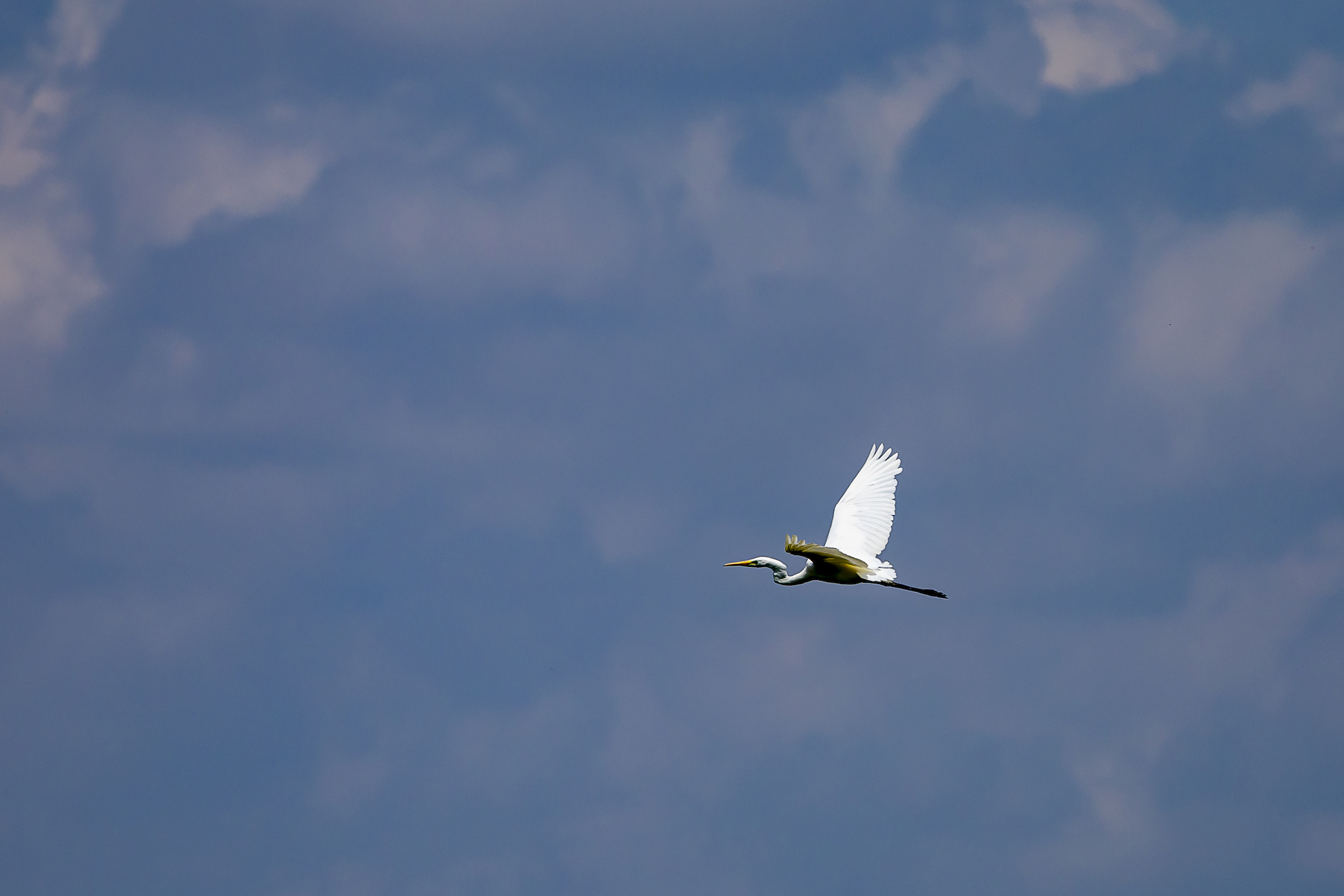 Heron in flight