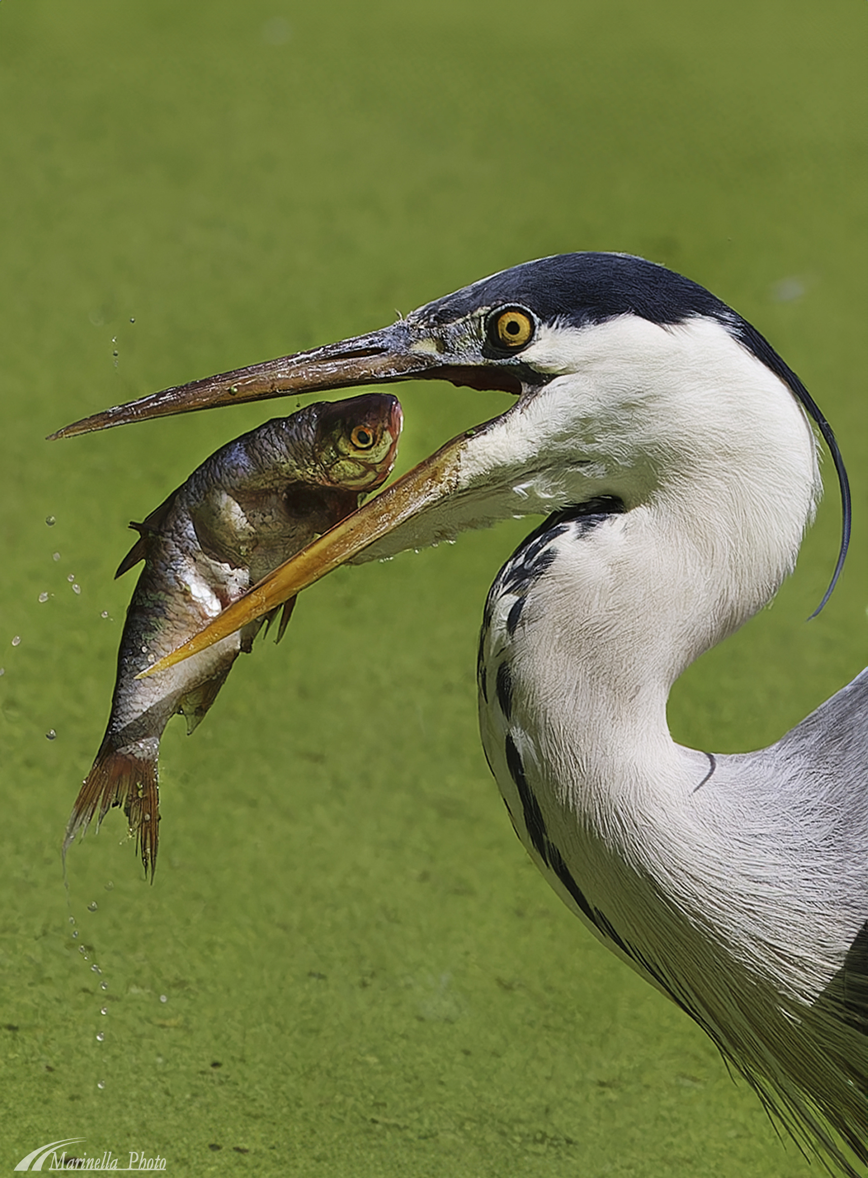 grey heron