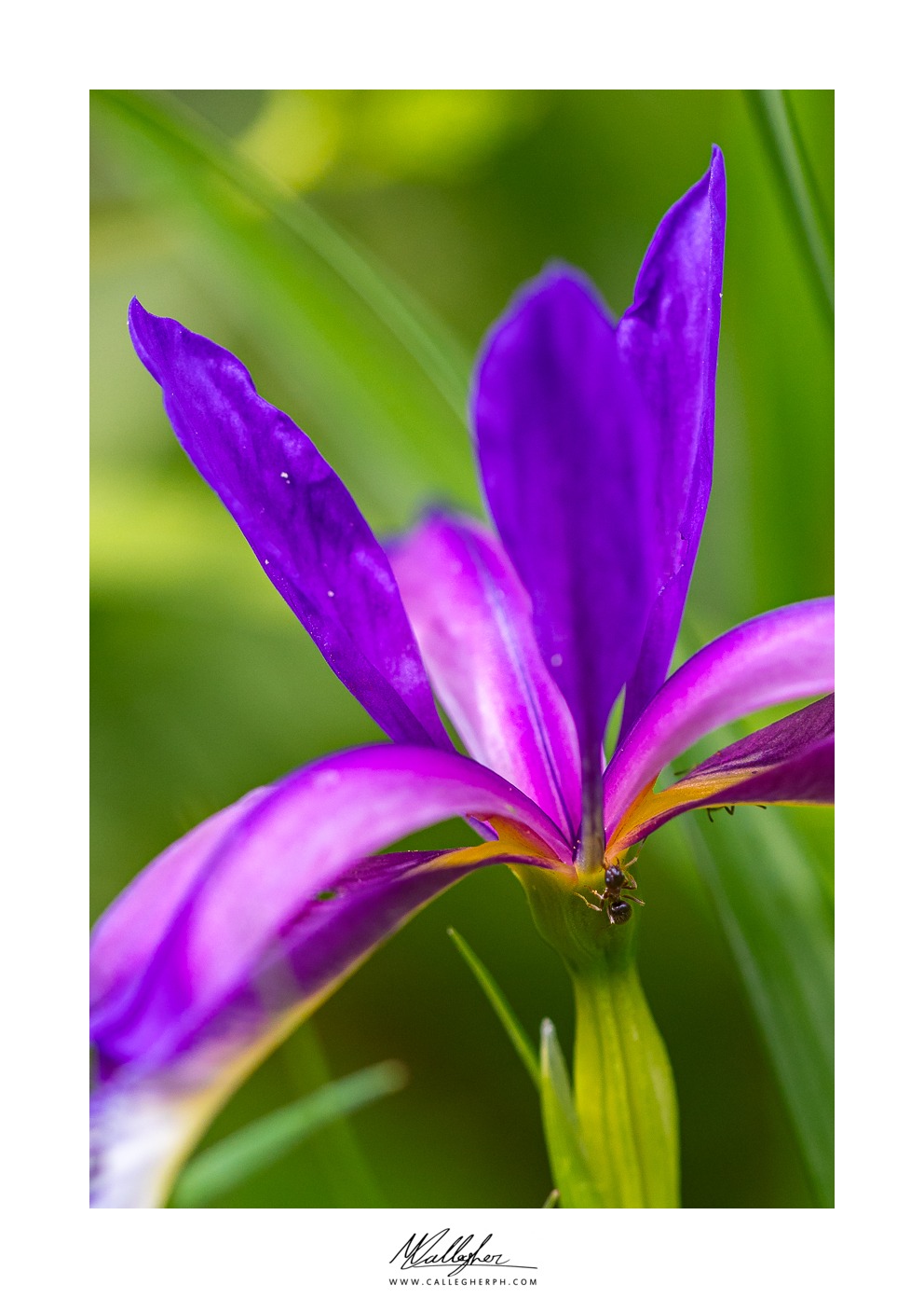 Iris with guest