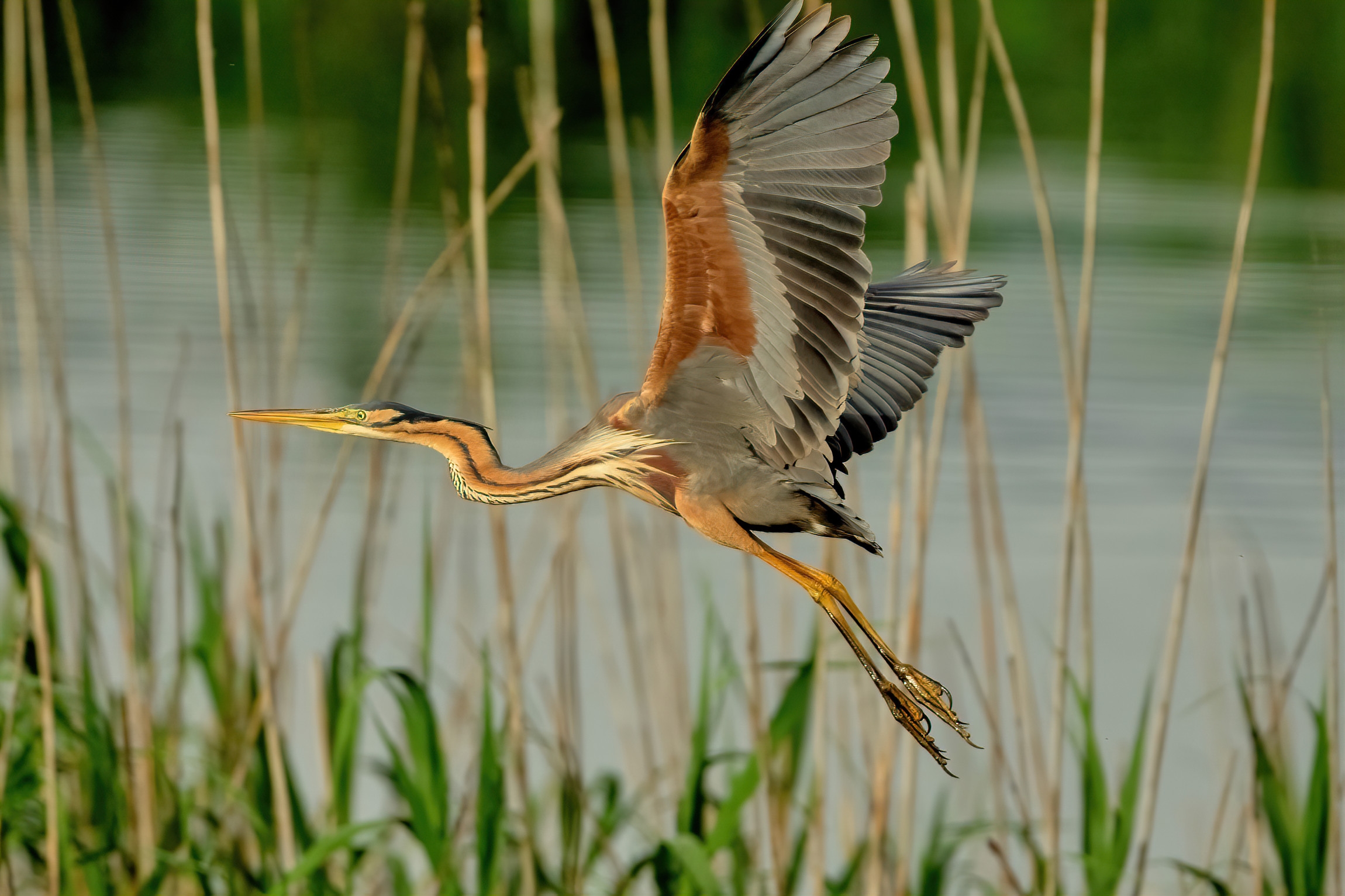 Purple Heron (Ardea purpurea)