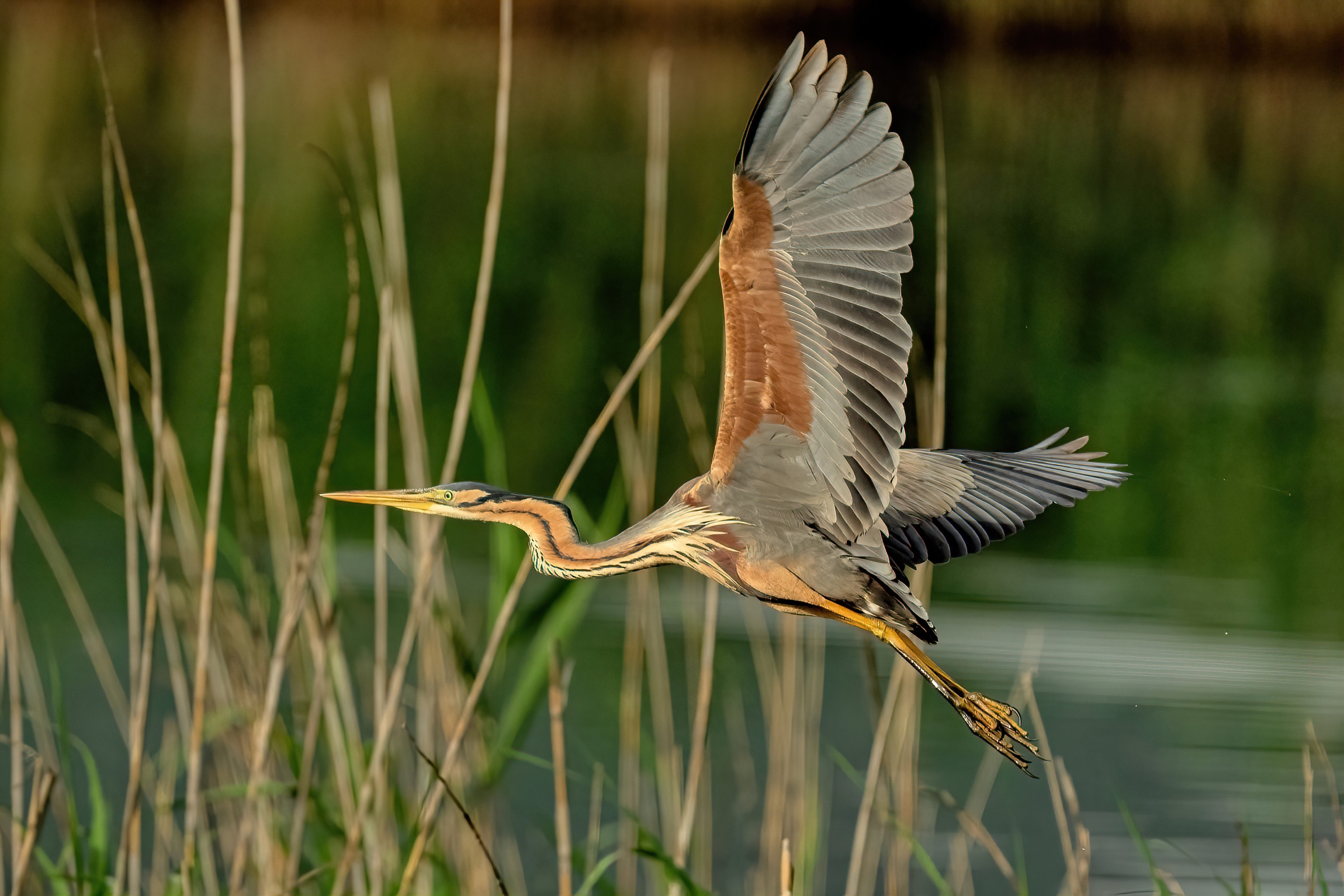 Purple Heron (Ardea purpurea)