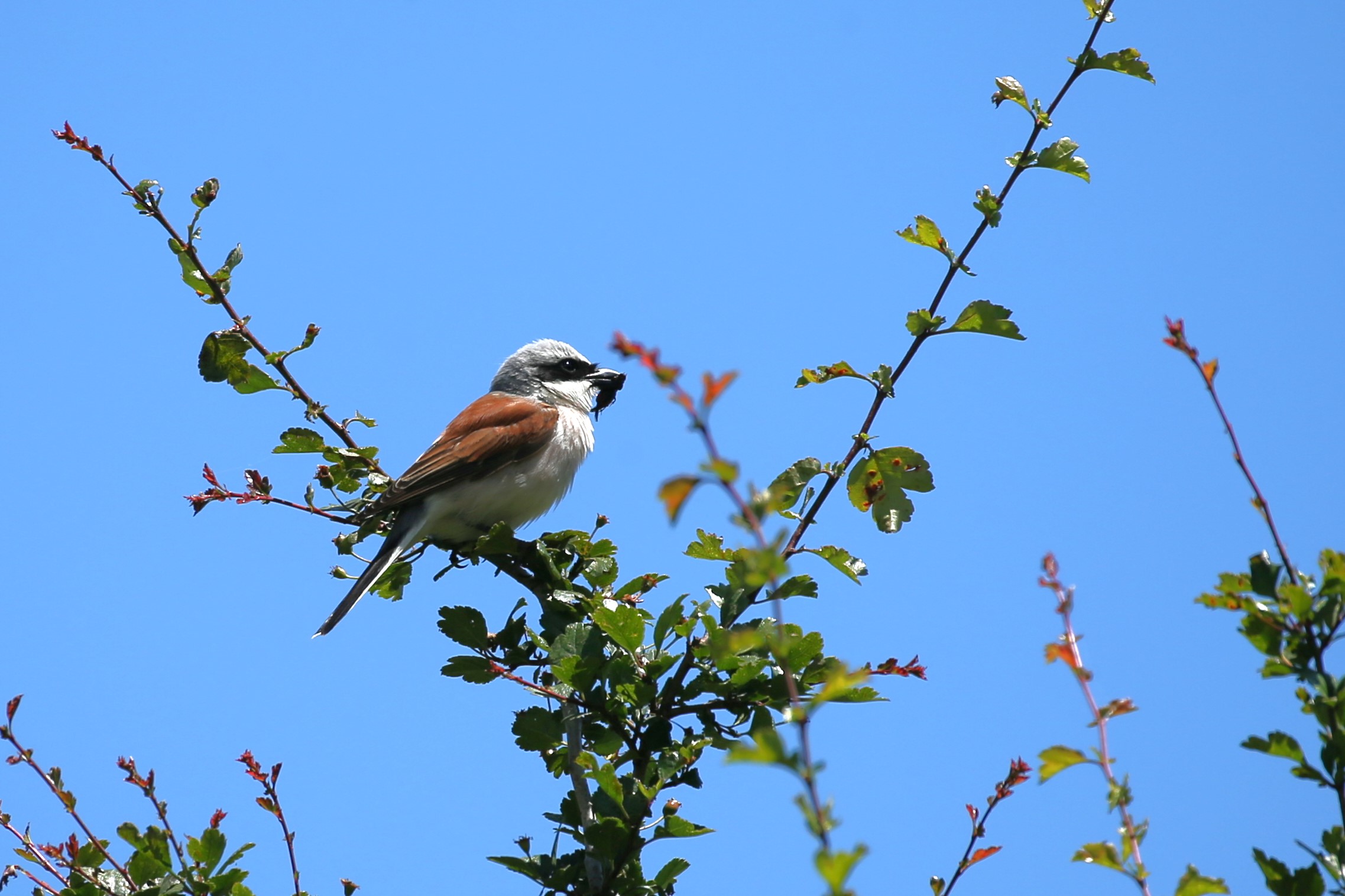 Shrike (male) with prey