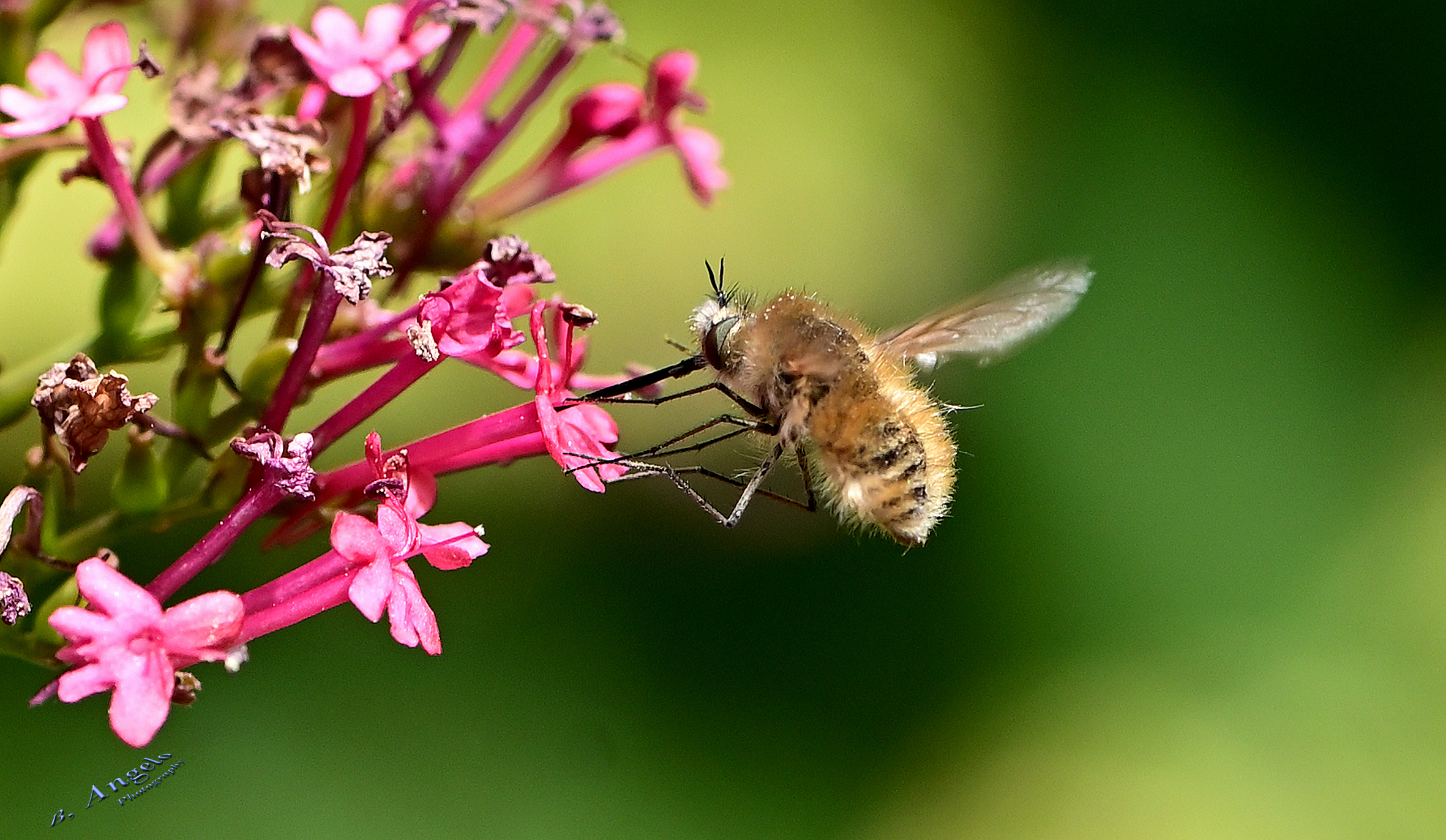 "Bombylius major Linnaeus "