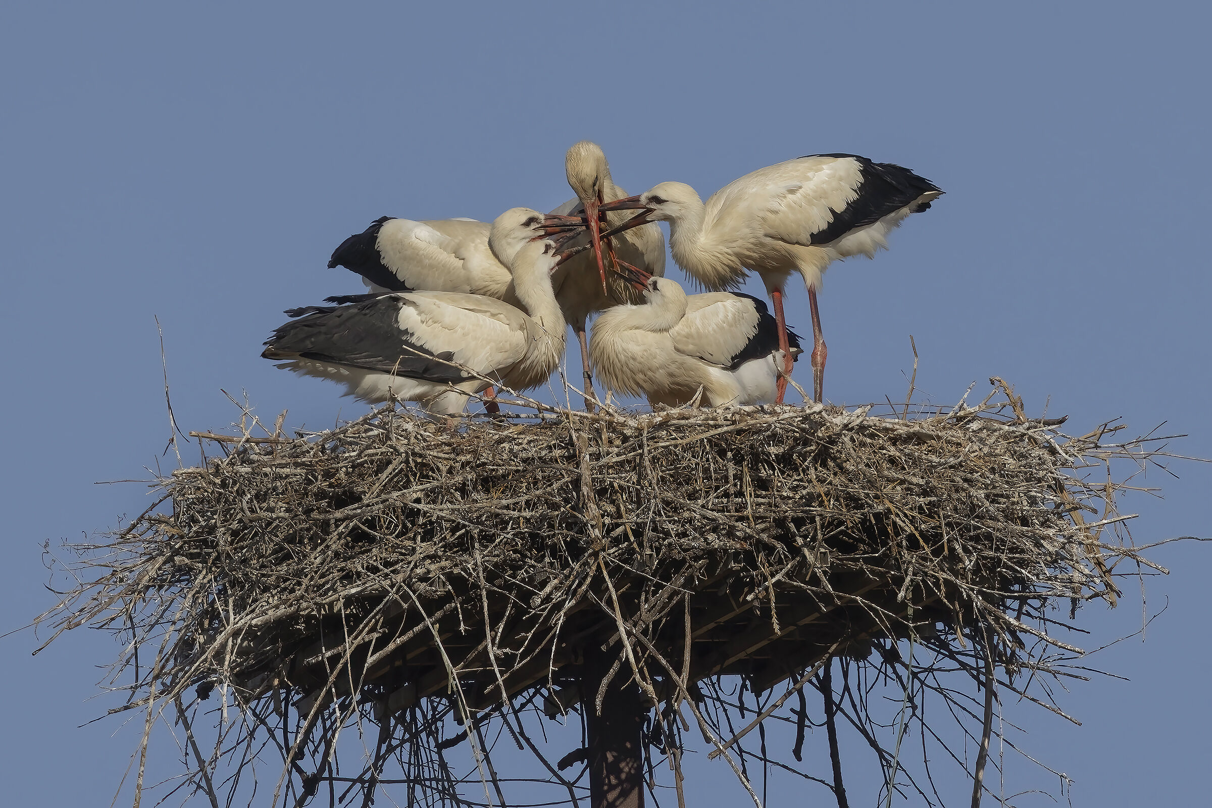 Breakfast is ready....