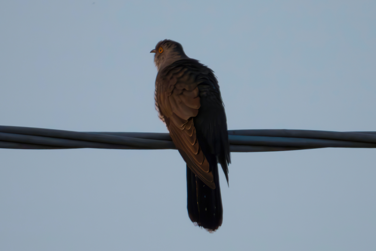 Cuckoo at sunrise