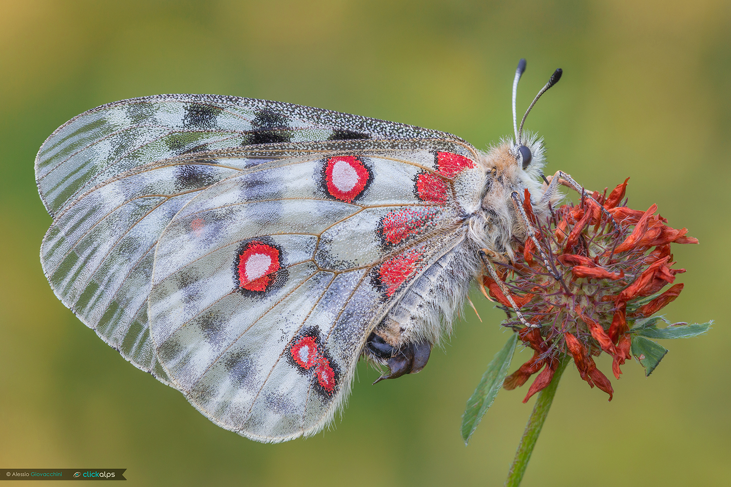 Parnassius apollo