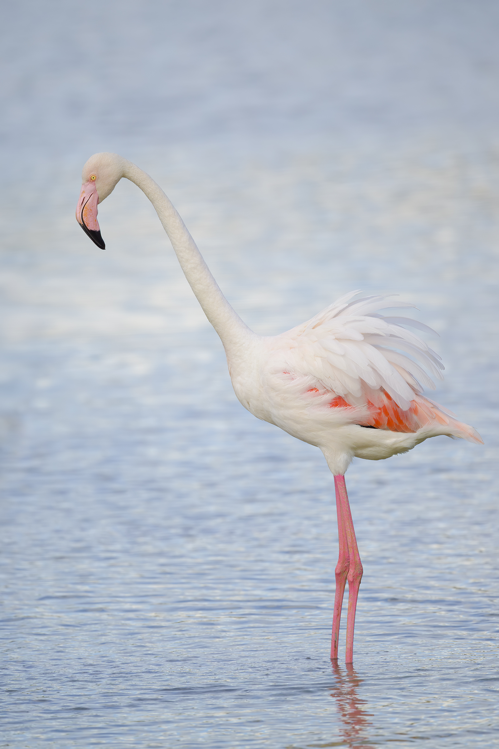 The Flamingo Fairy Tale