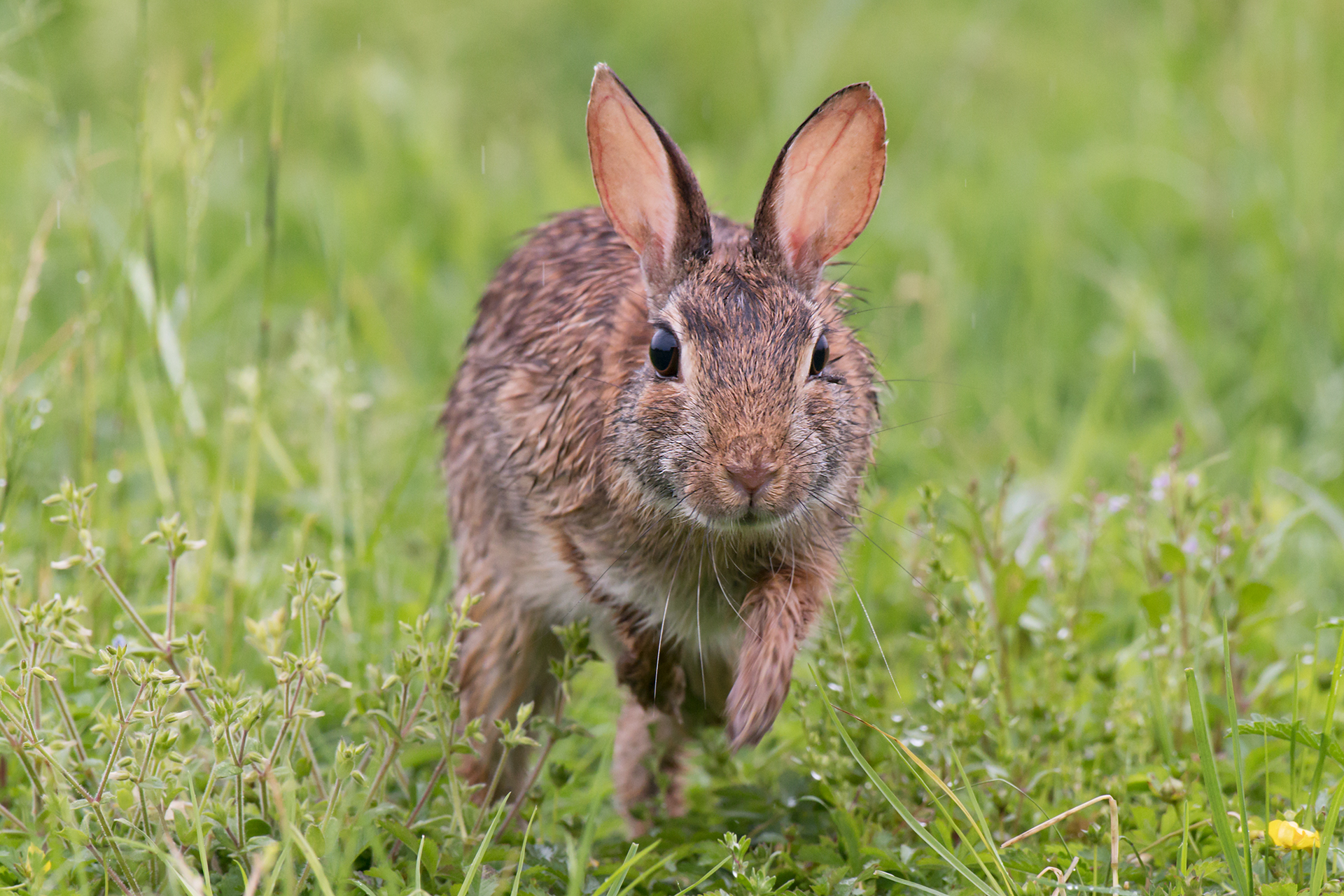 Running in the wet grass