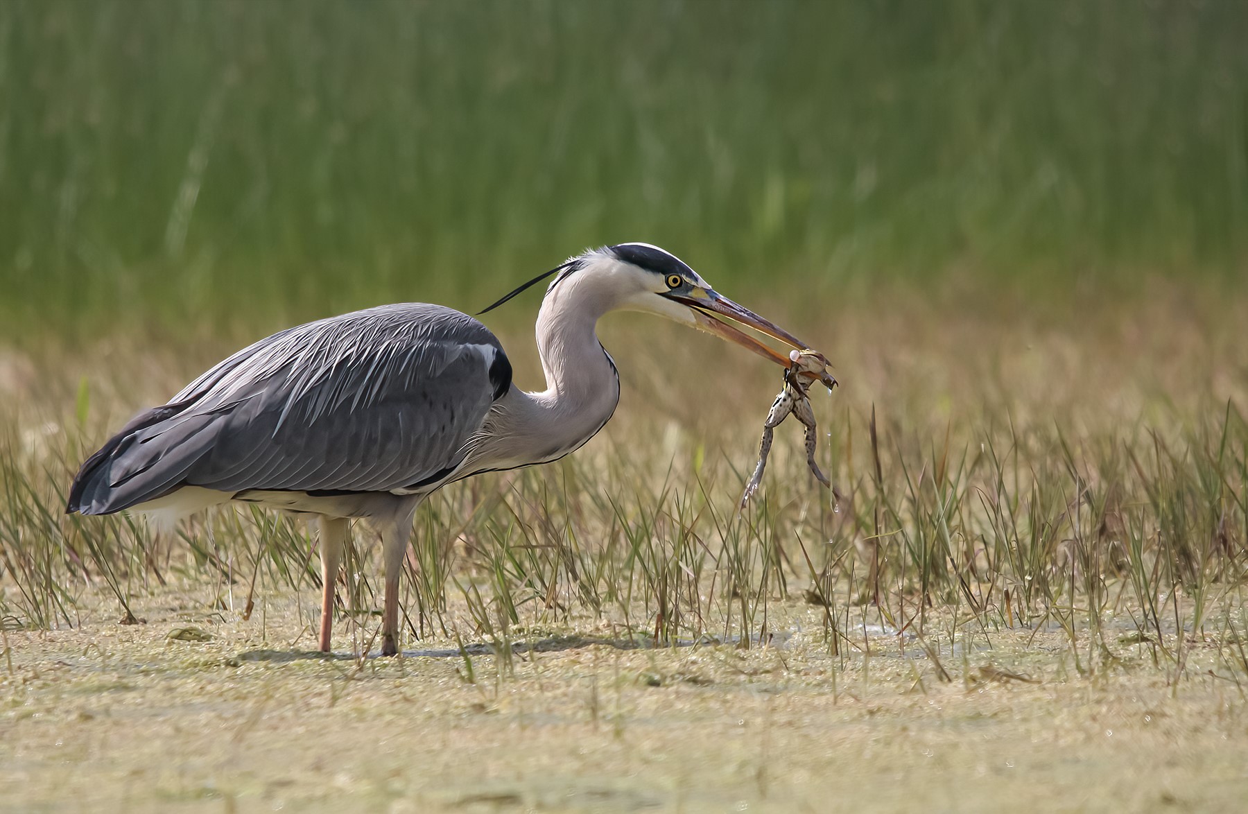 Grey heron