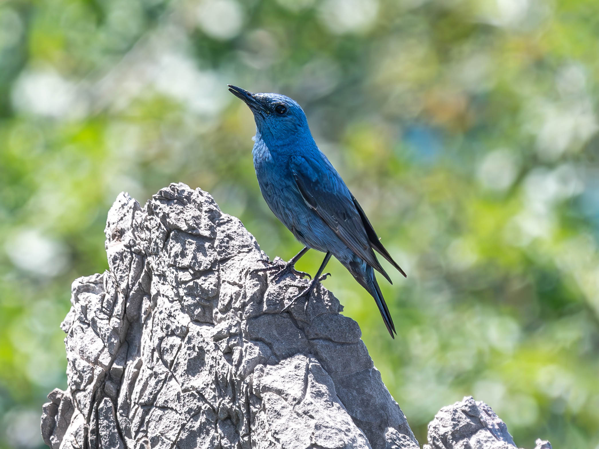 Passero solitario (Monticola solitarius)
