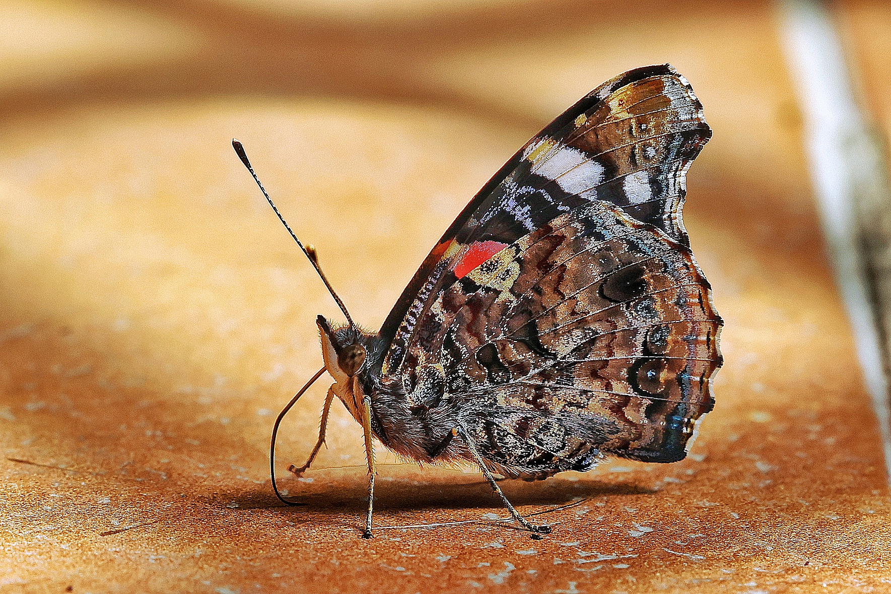 Vanessa atalanta