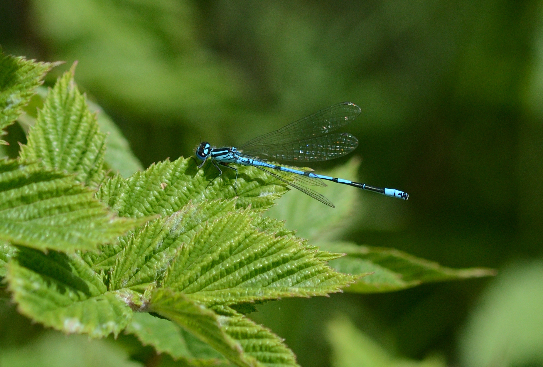 Blue Dragonfly