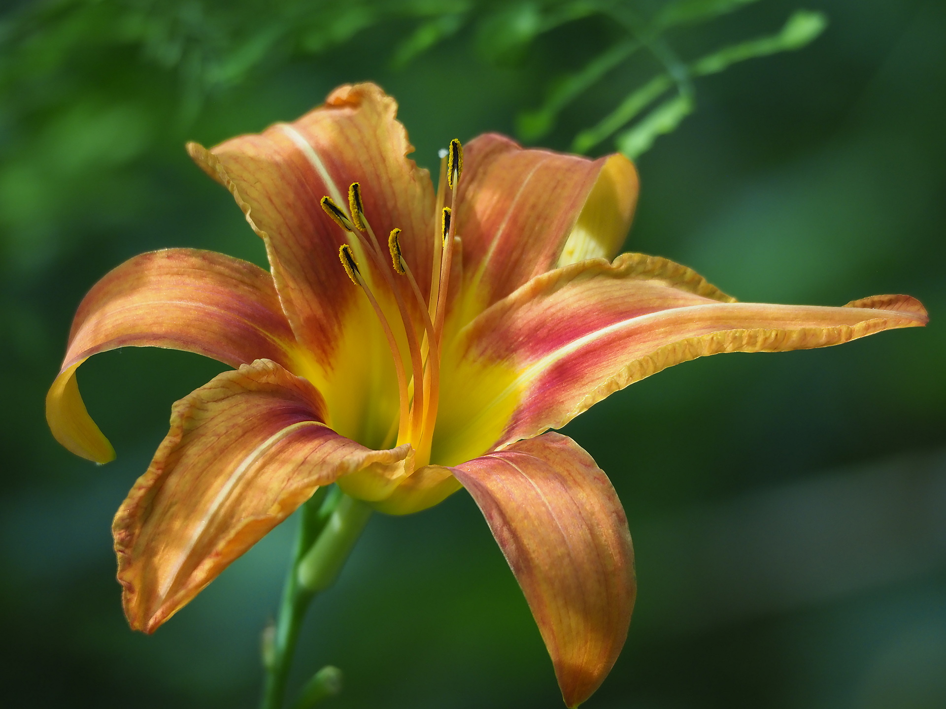 St. Joseph's Lily (Hemerocallis fulva)