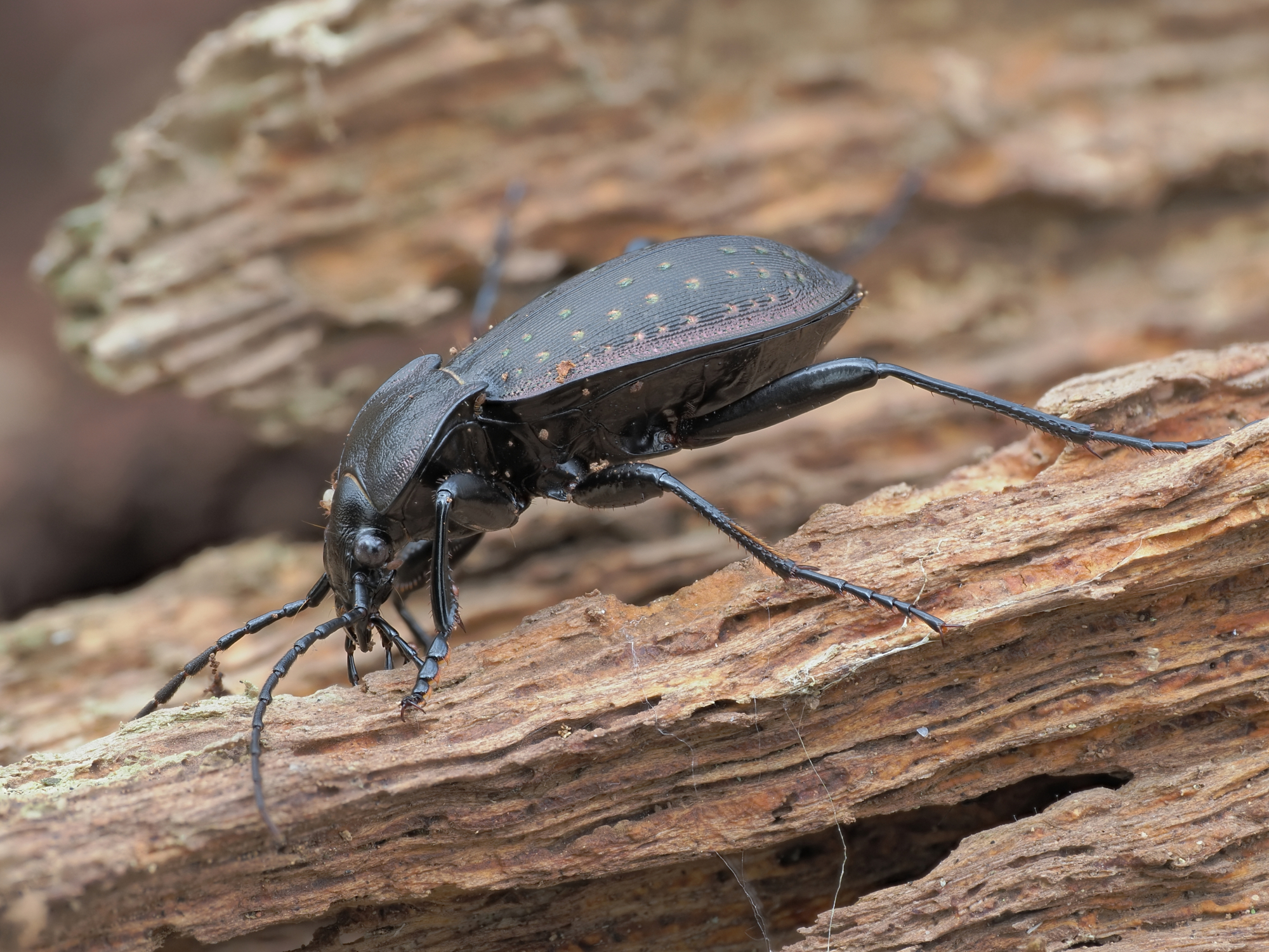 Carabus hortensis - maschio