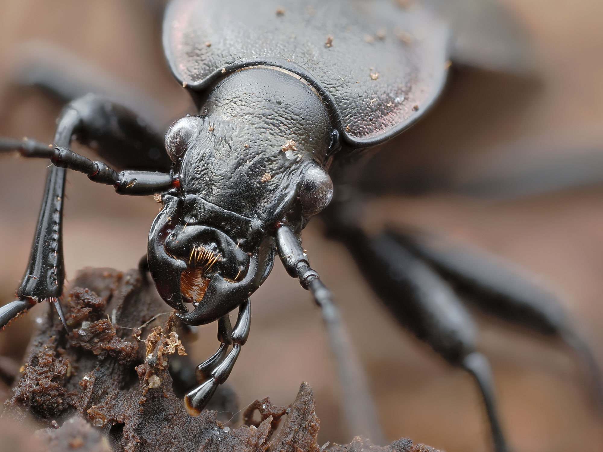 Carabus hortensis - maschio2