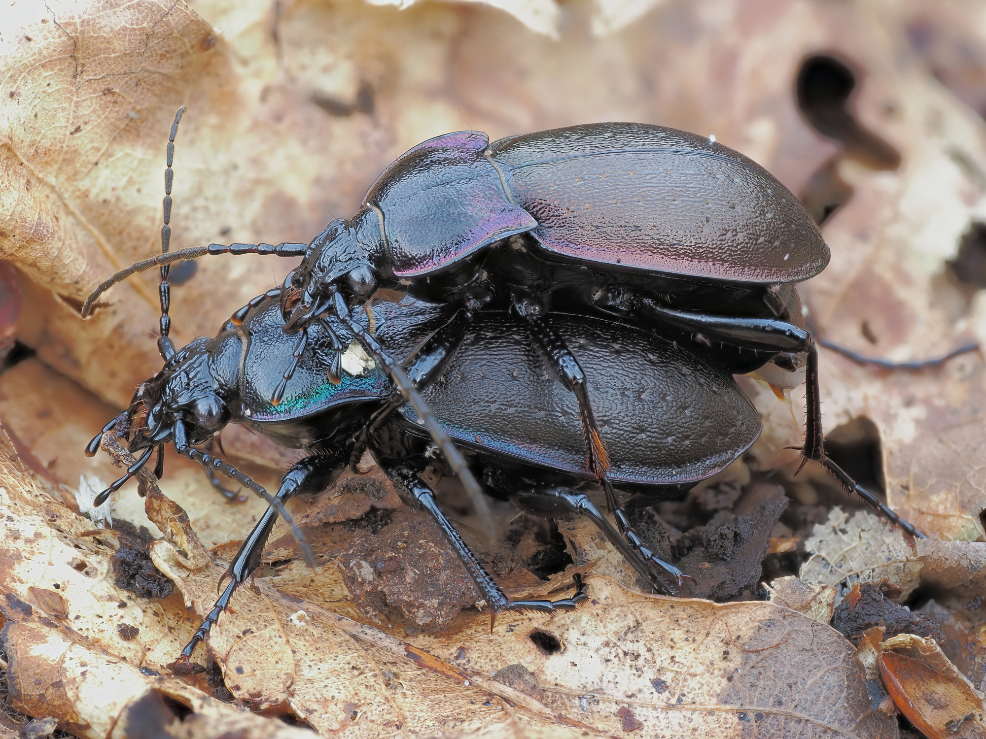 Carabus nemoralis - coppia