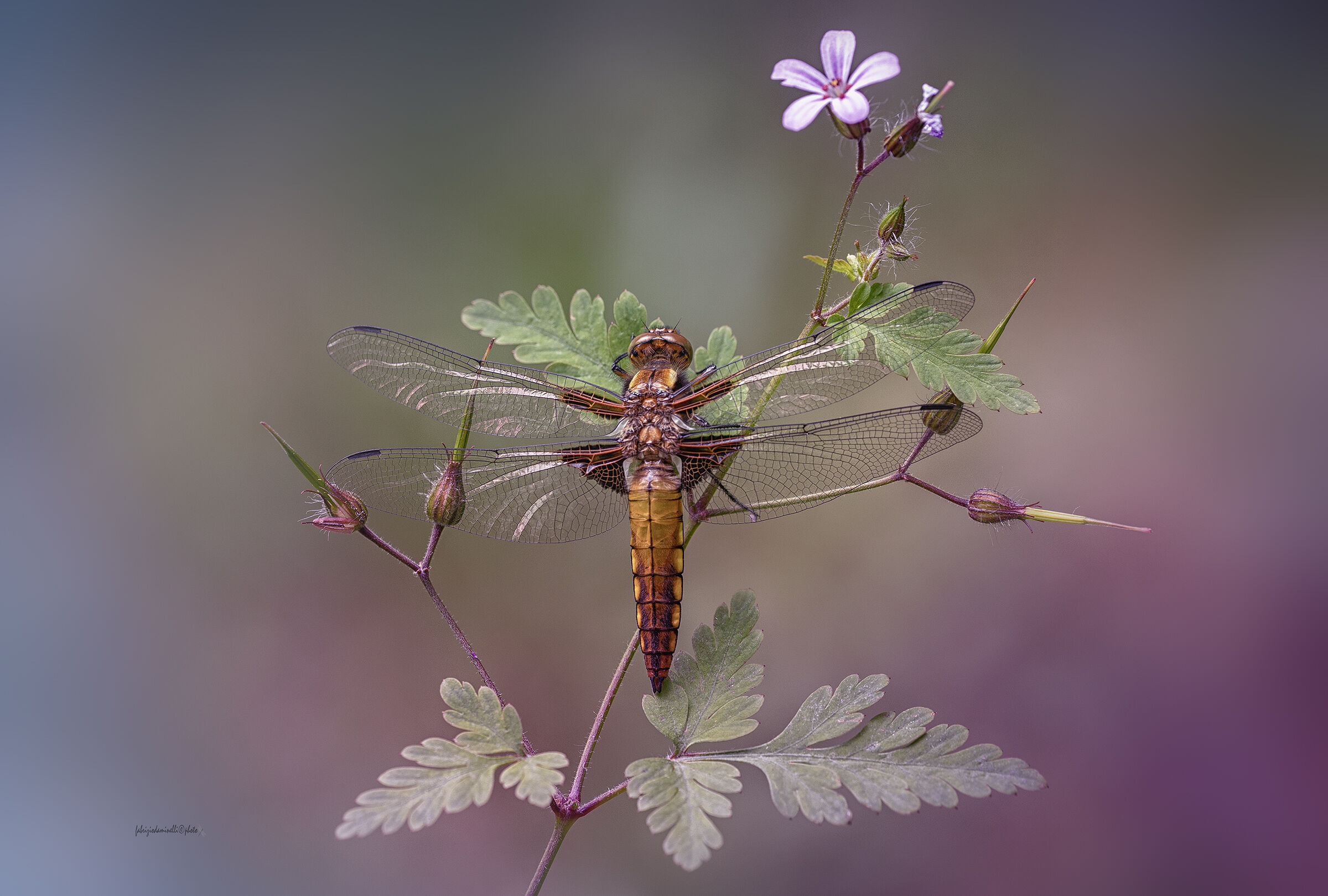 Libellula depressa