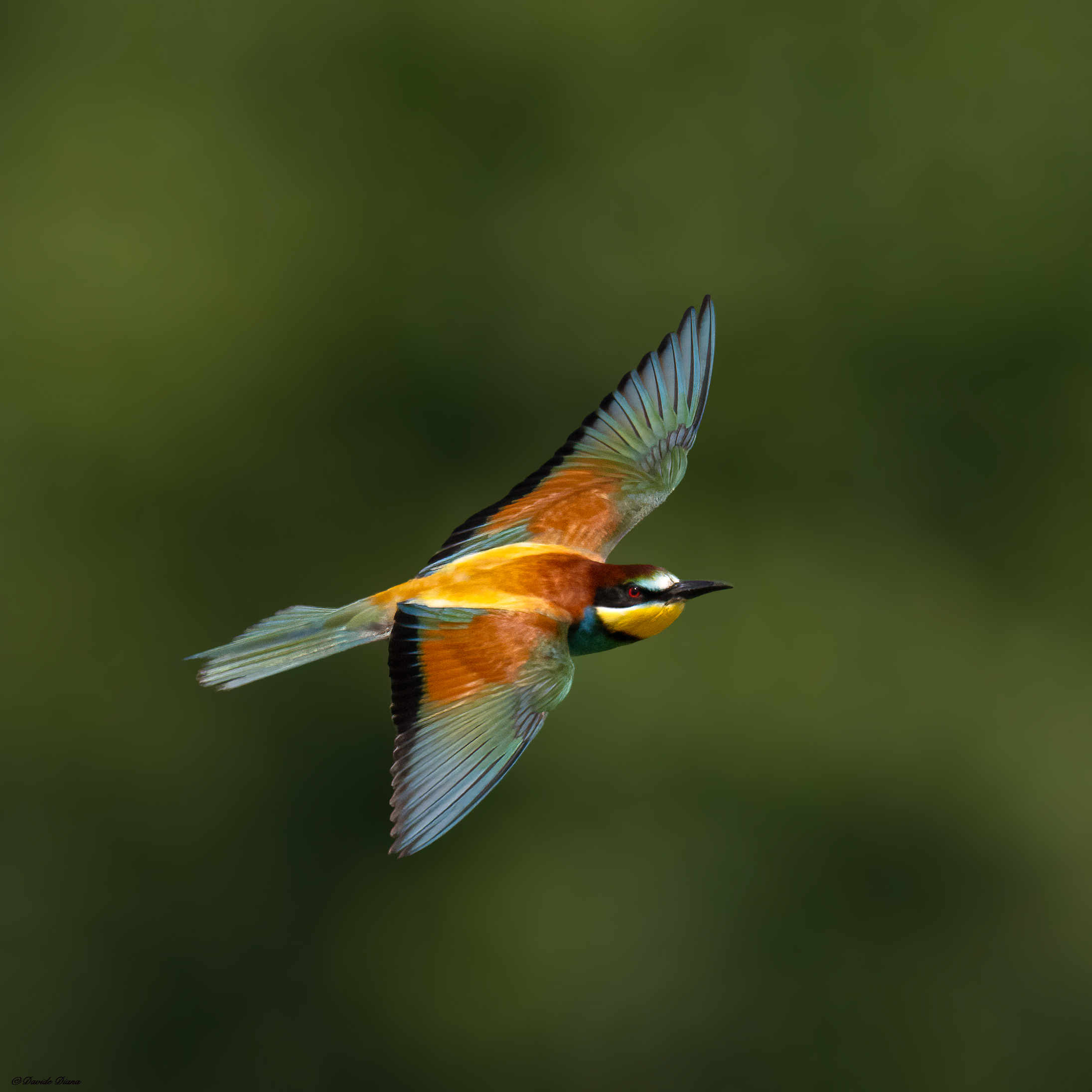 Bee-eater