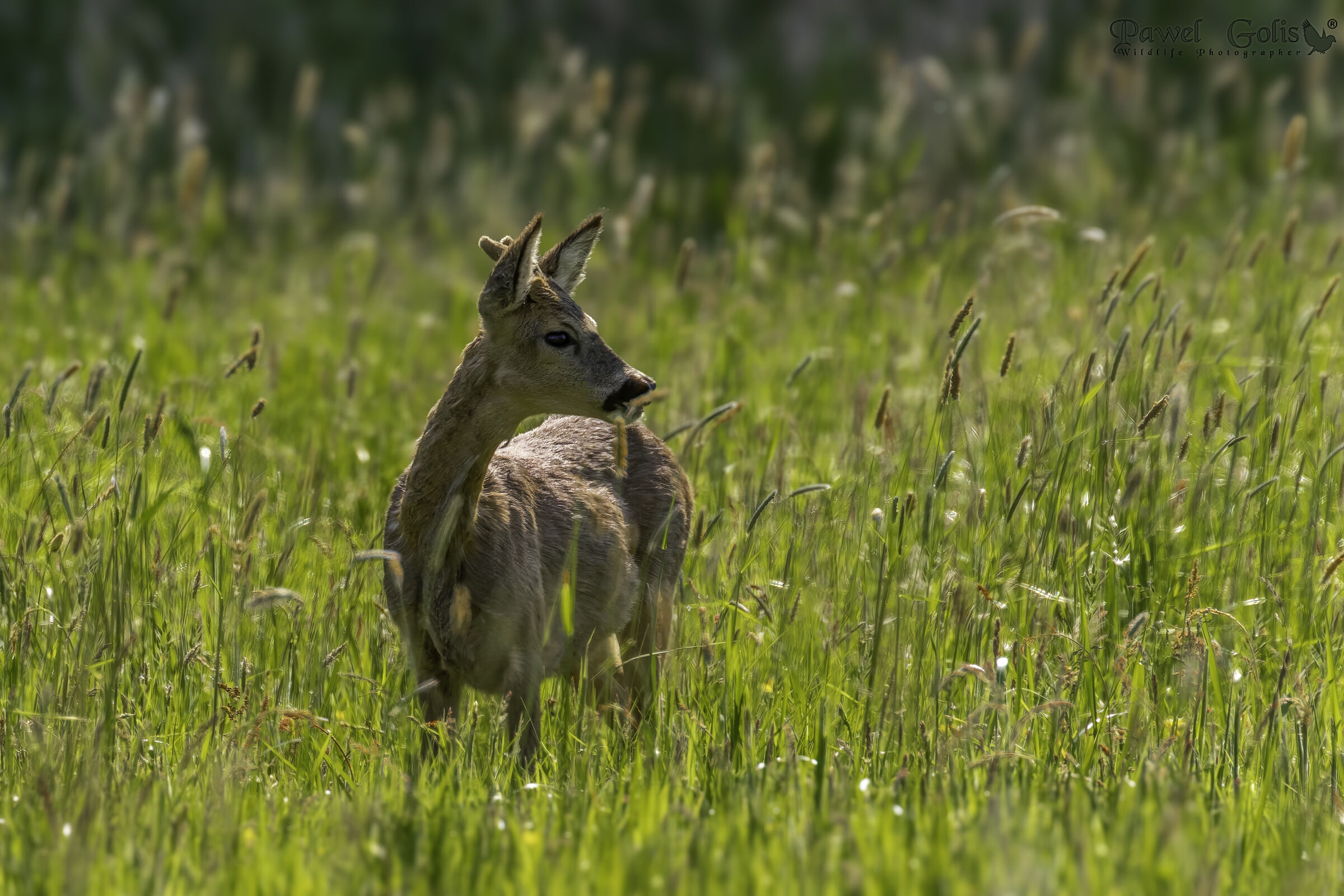 Capriolo (Capreolus capreolus)