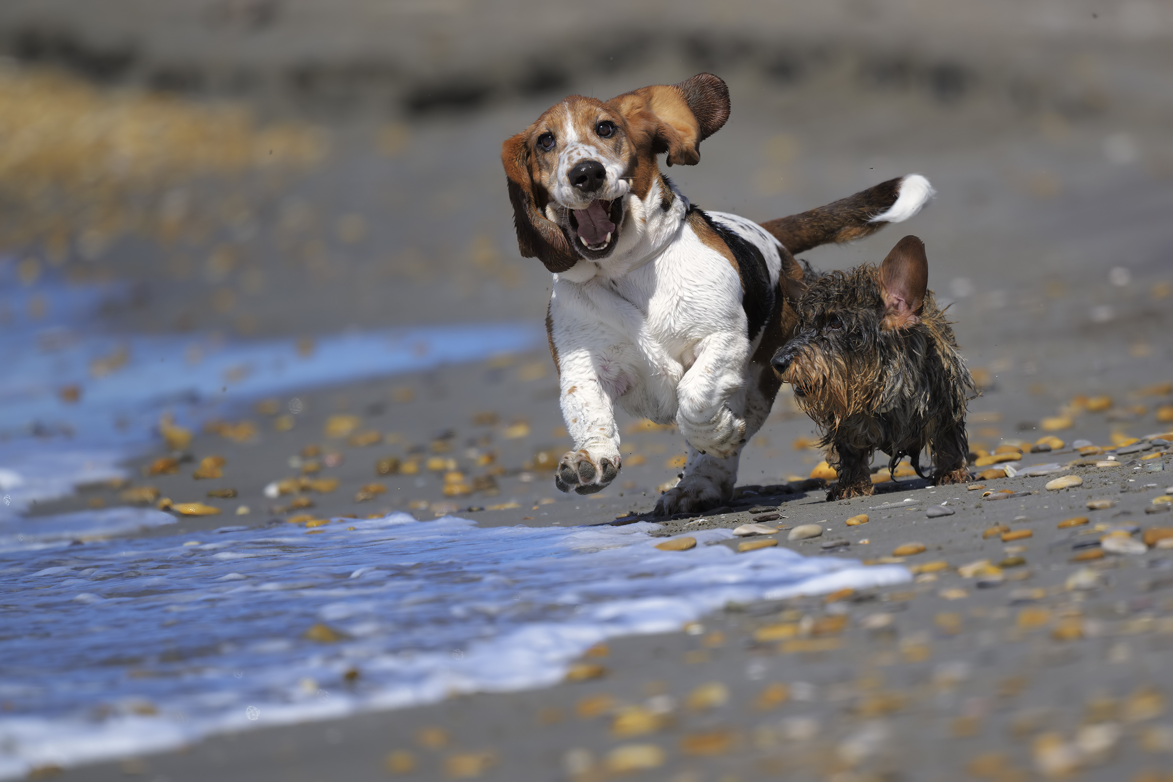 Happiness Ruffles the Ears