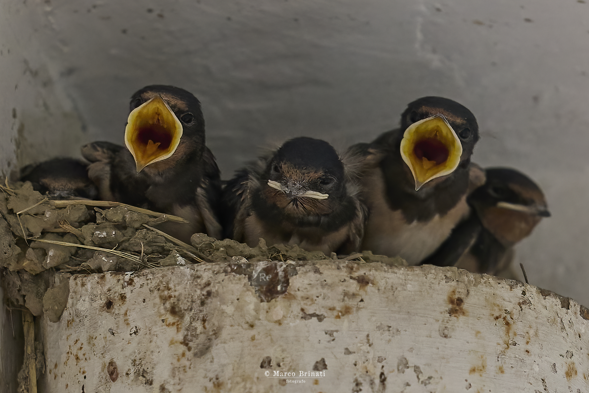 Piccole rondini crescono....