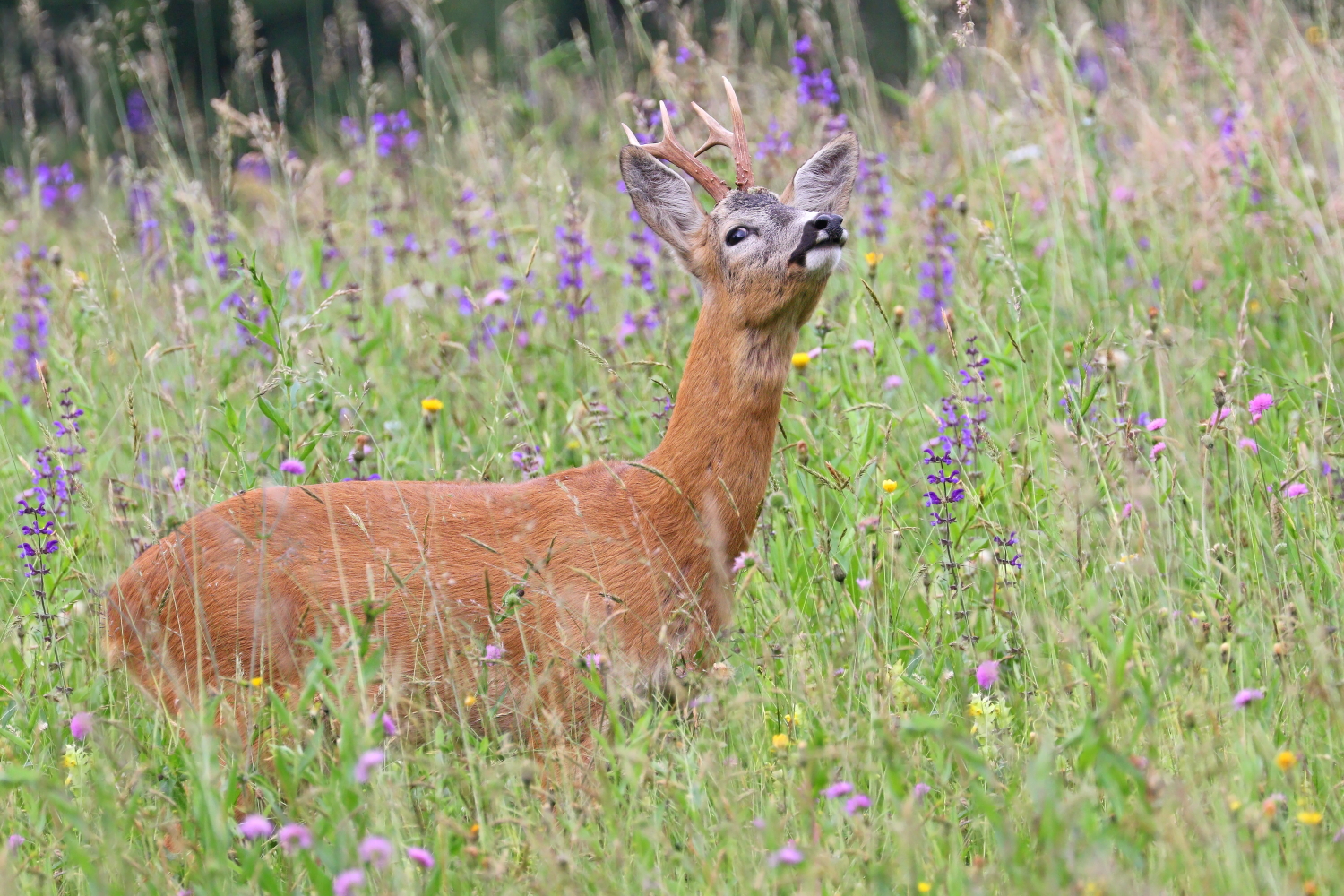 Roe deer
