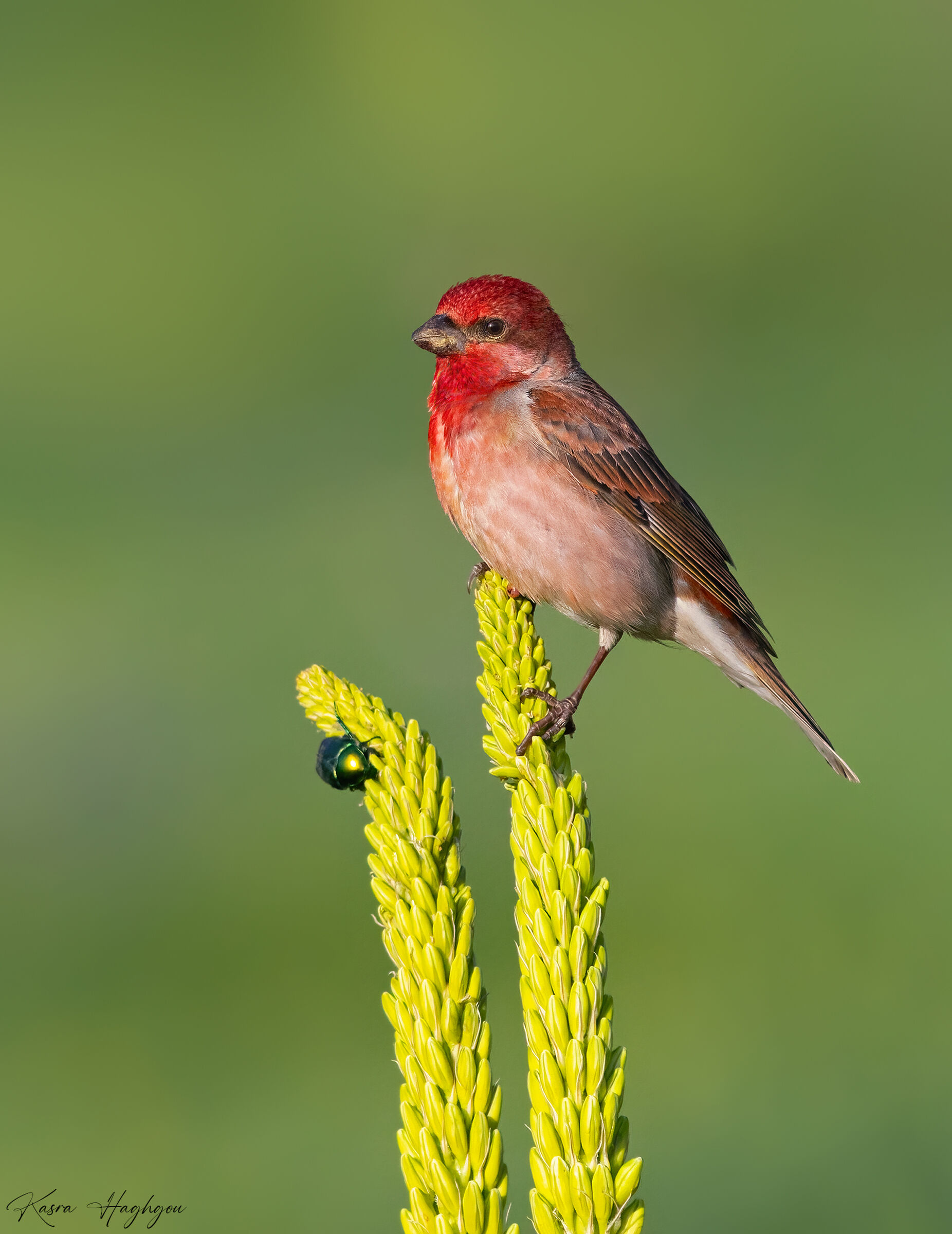 Common rosefinch