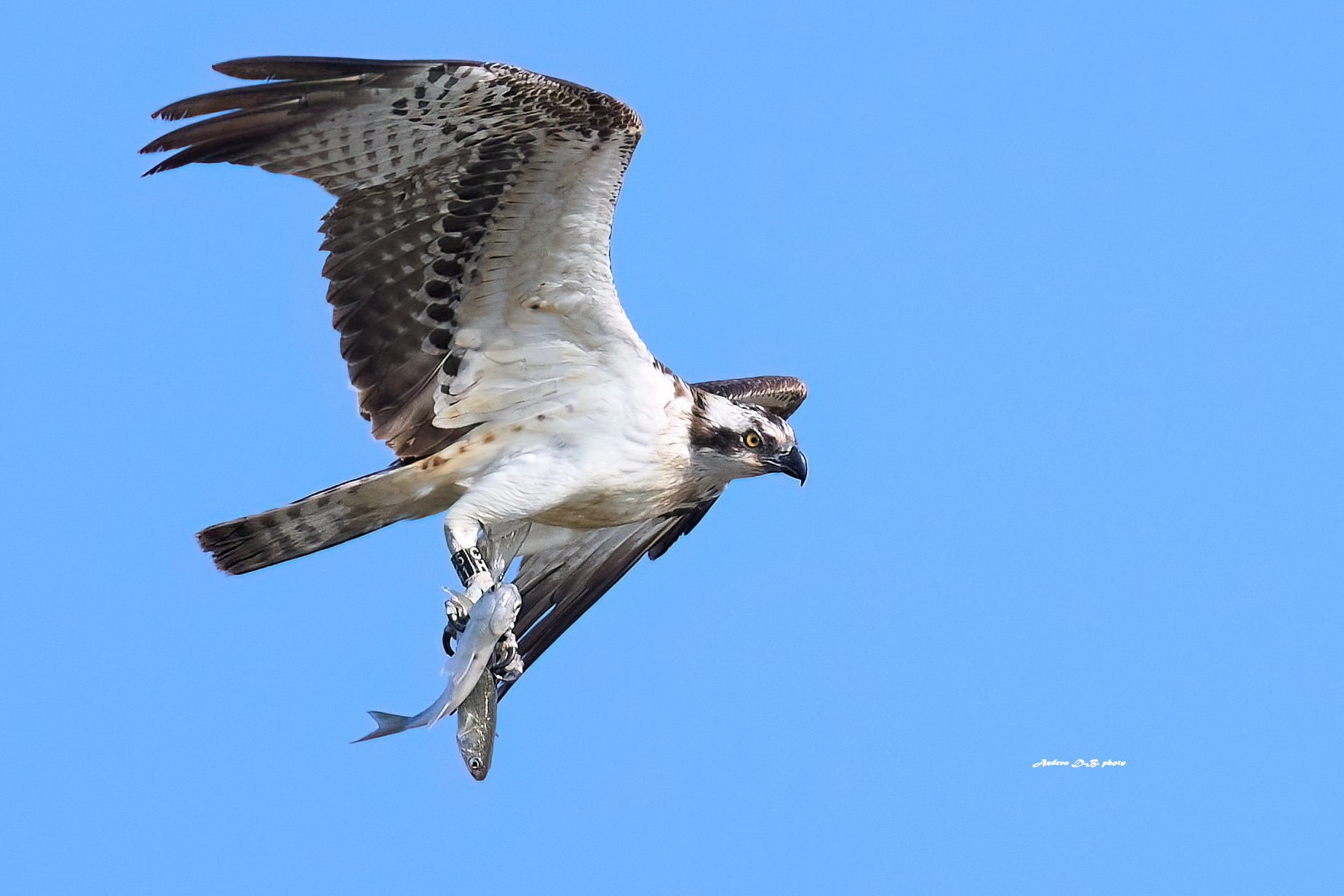 Osprey with double prey