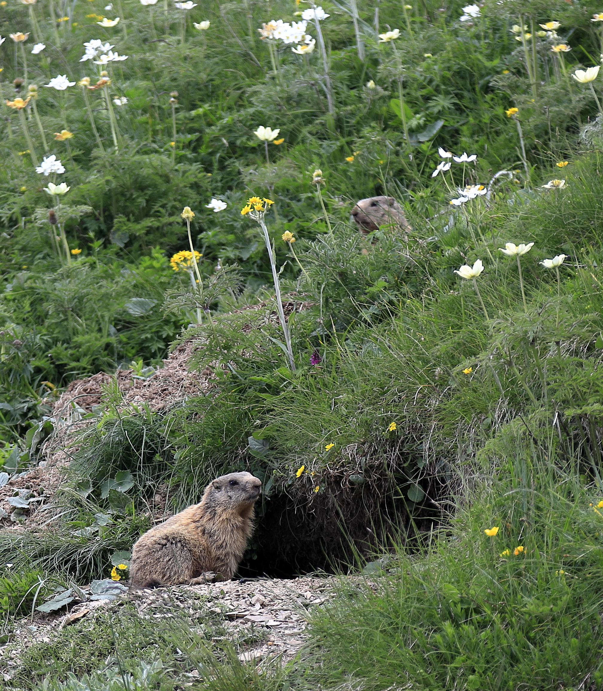 Marmots at Passo Crocedomini