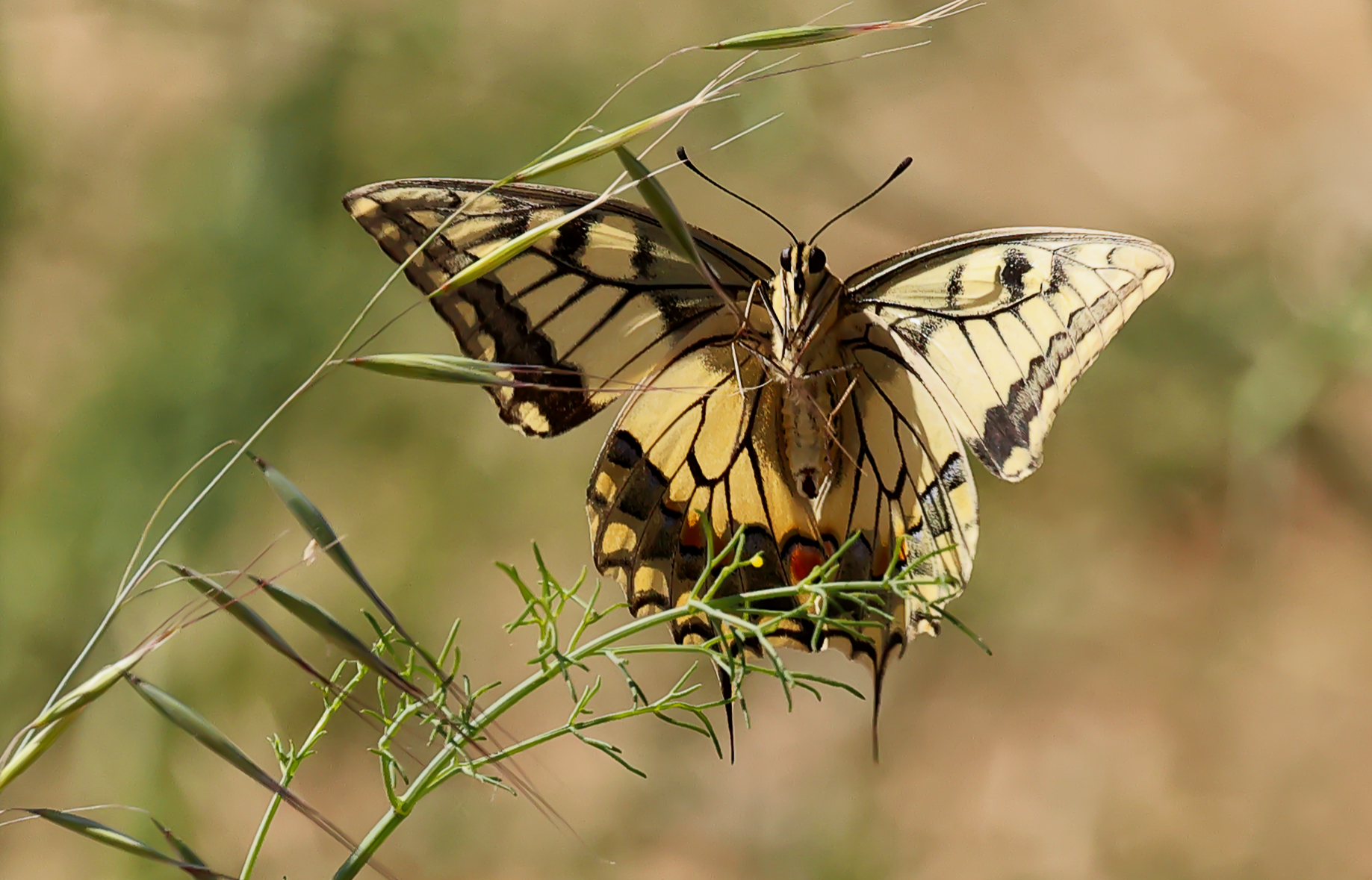 Swallowtail.