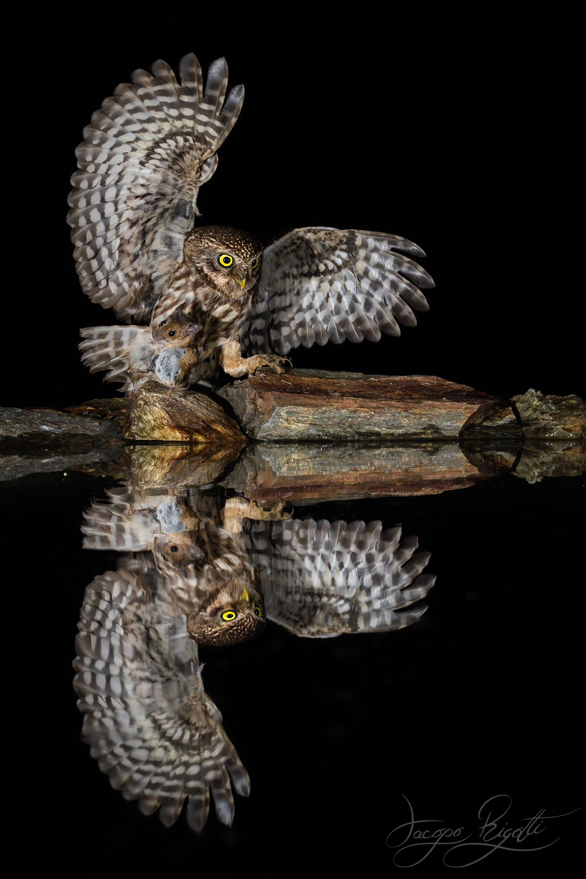 Doppia civetta con preda