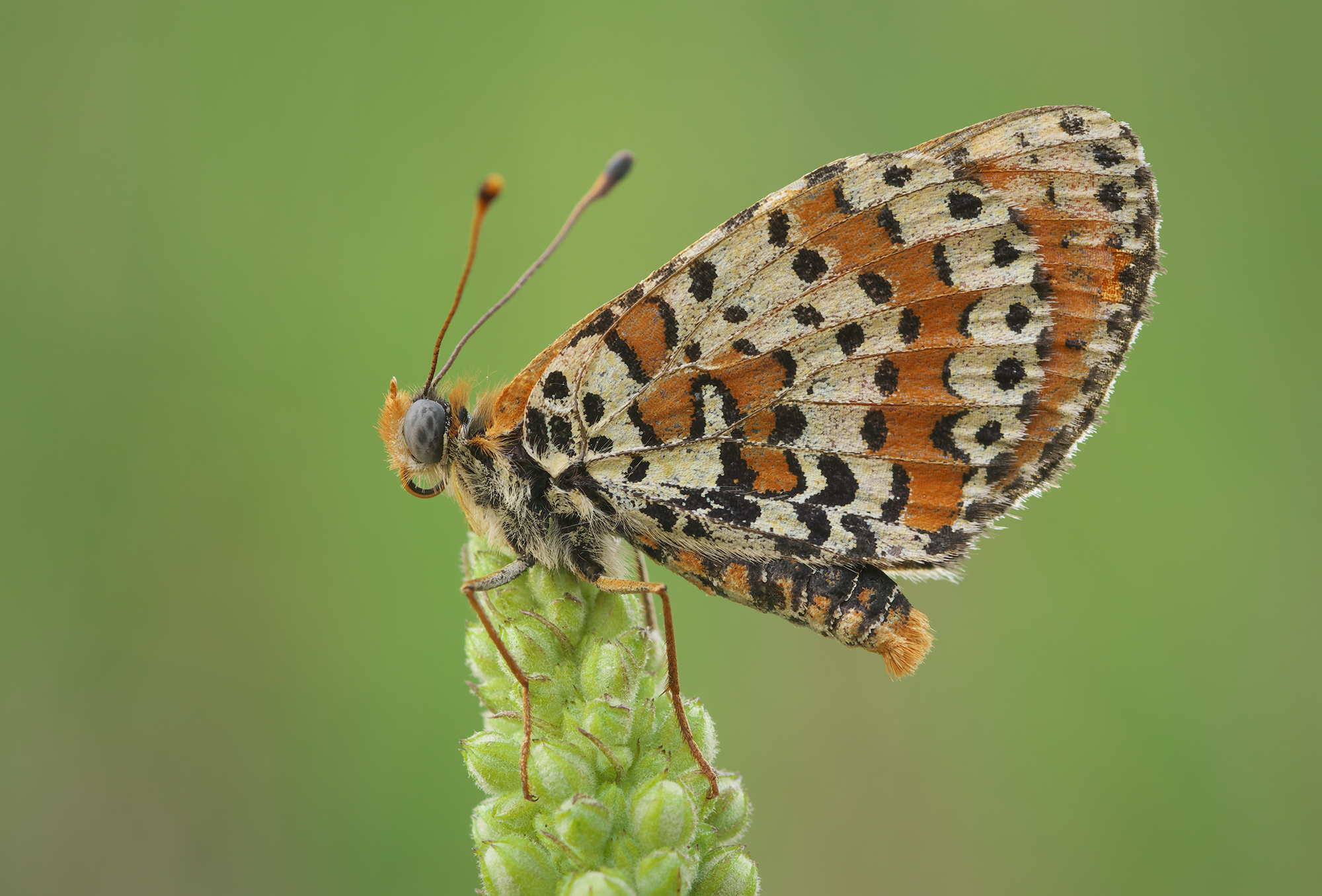 Melitaea didyma