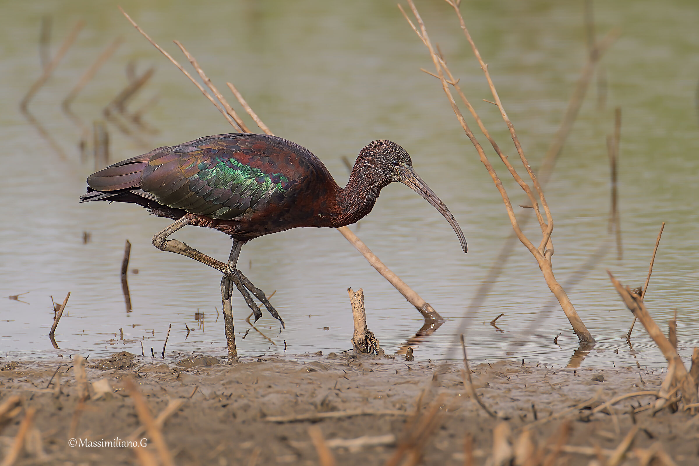 Glossy ibis