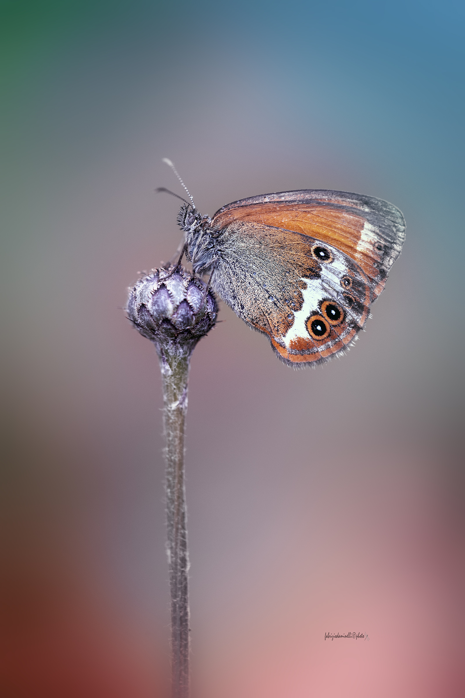 Coenonympha arcania
