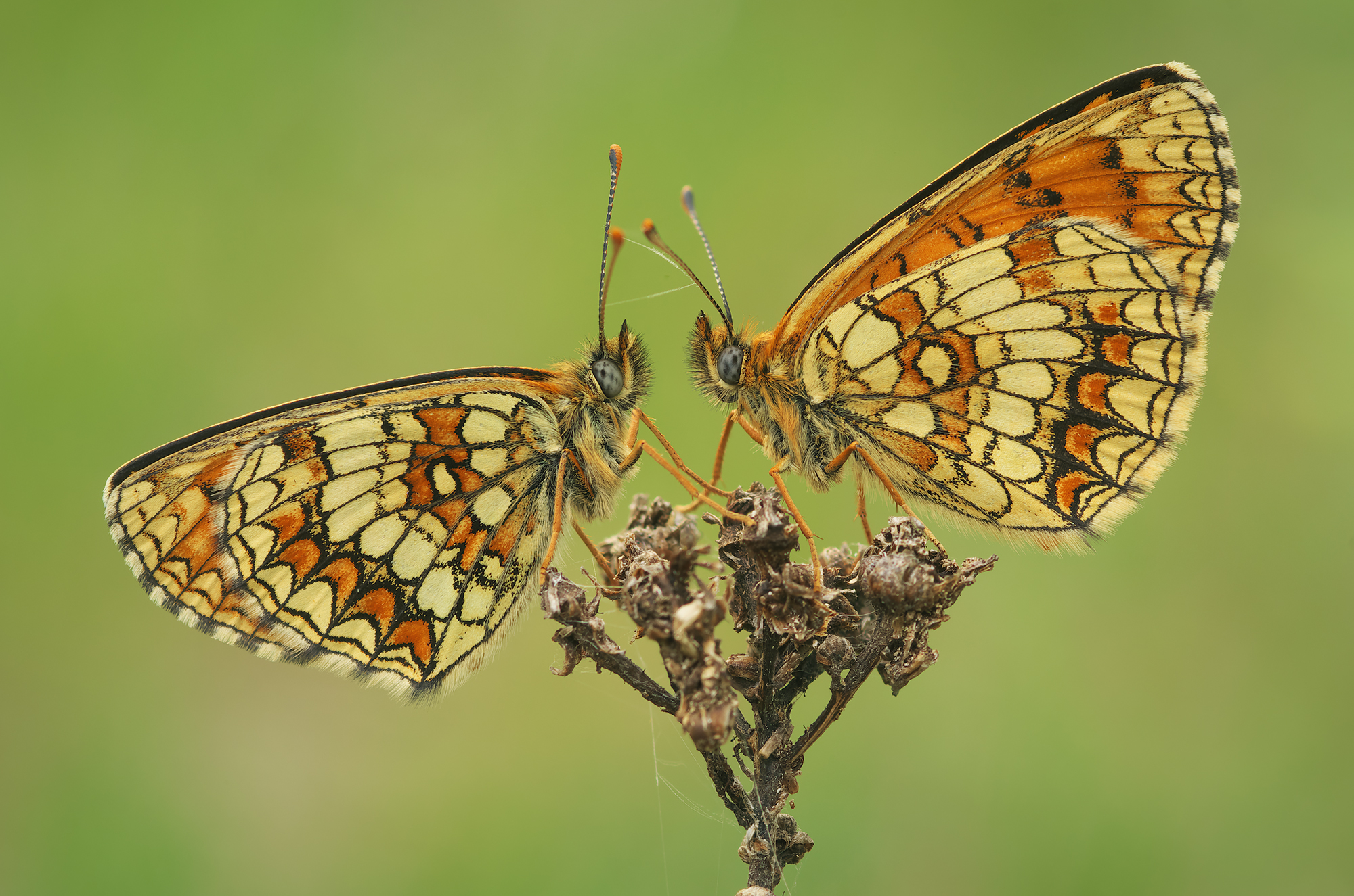 Melitaea athalia
